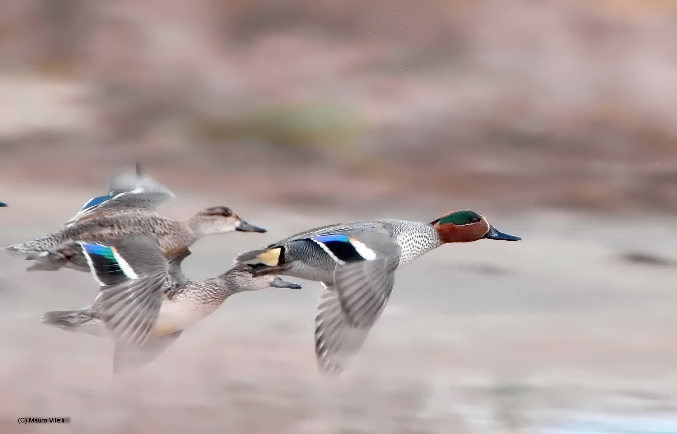 Teals in flight