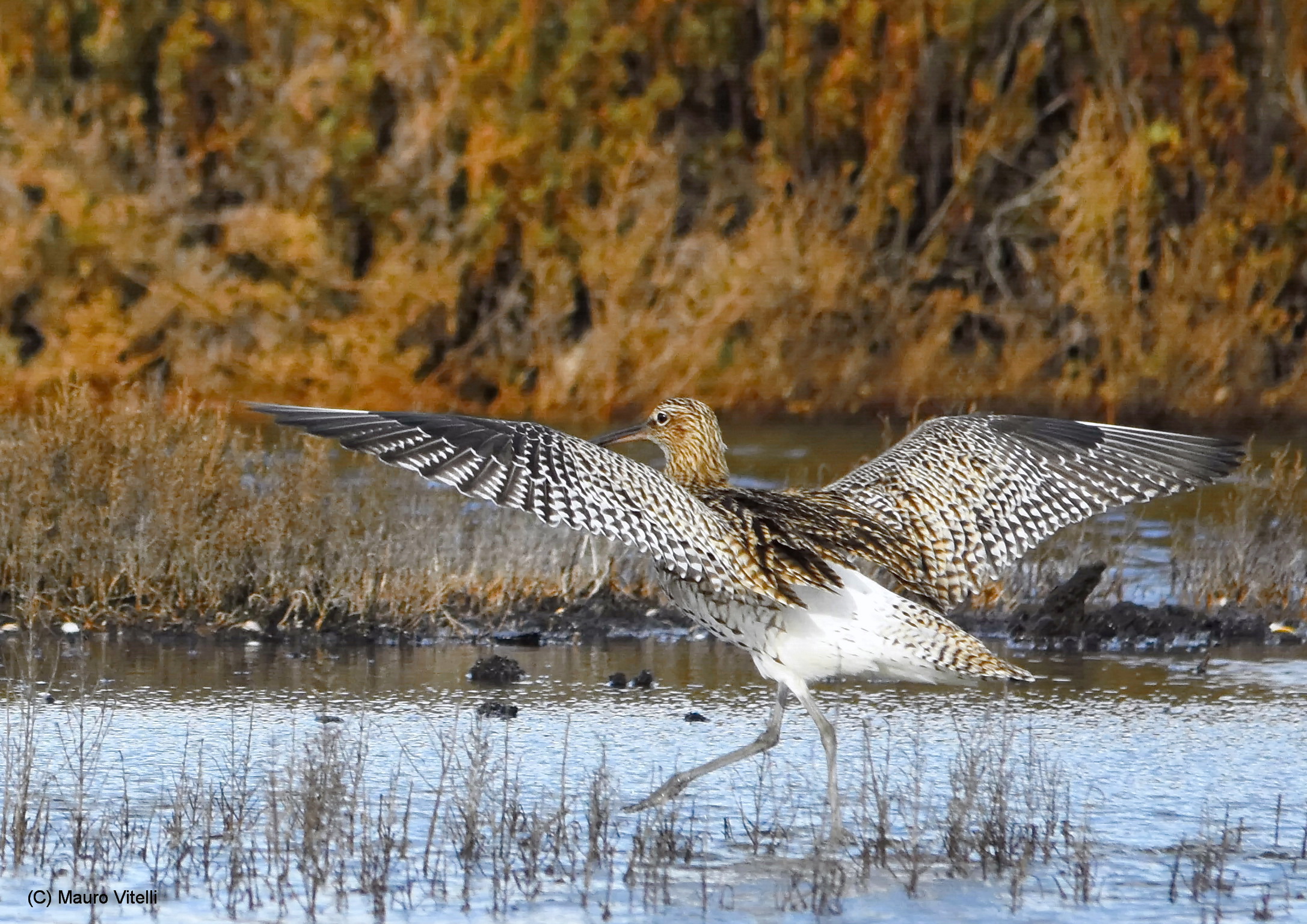 Curlew