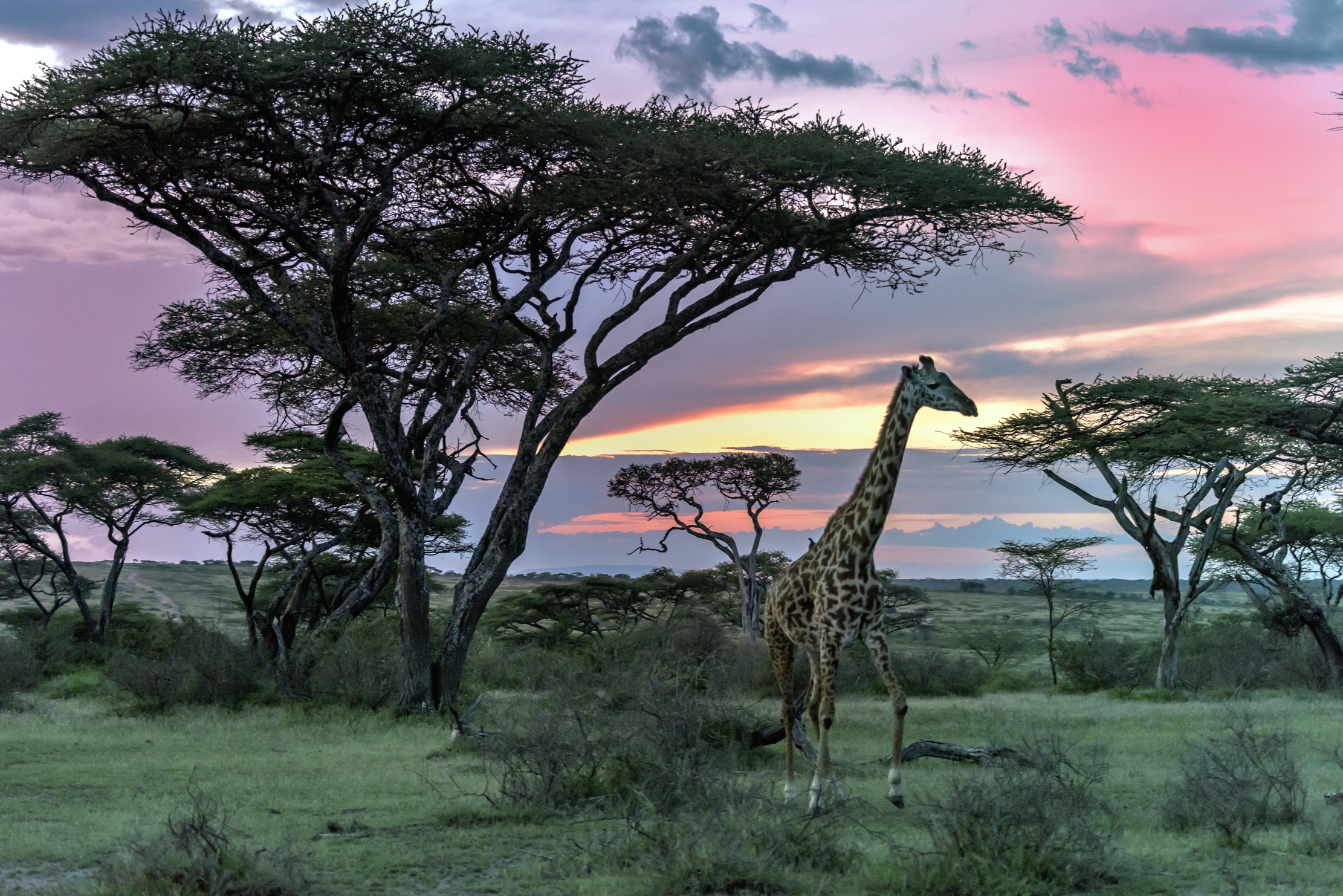 Tanzania 2016 - A tarda sera