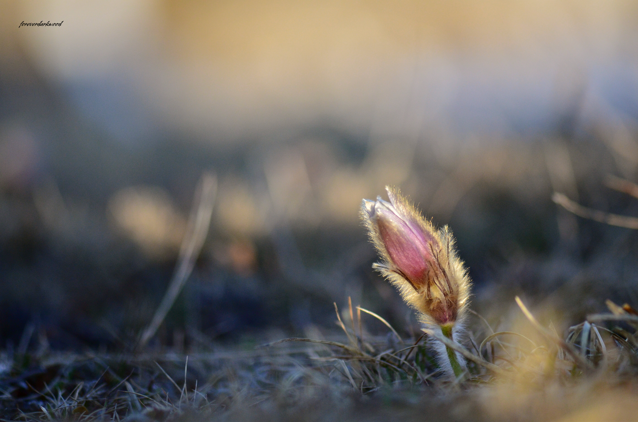 Anemone primaverile..