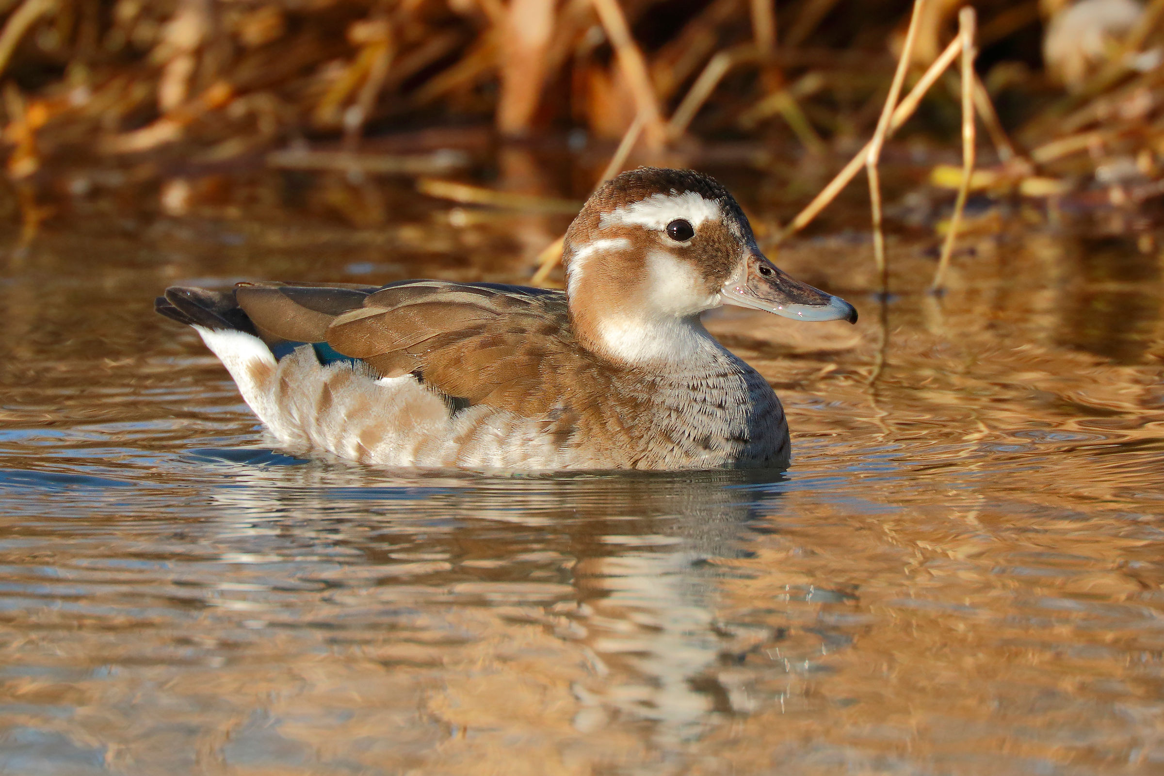ringed teal