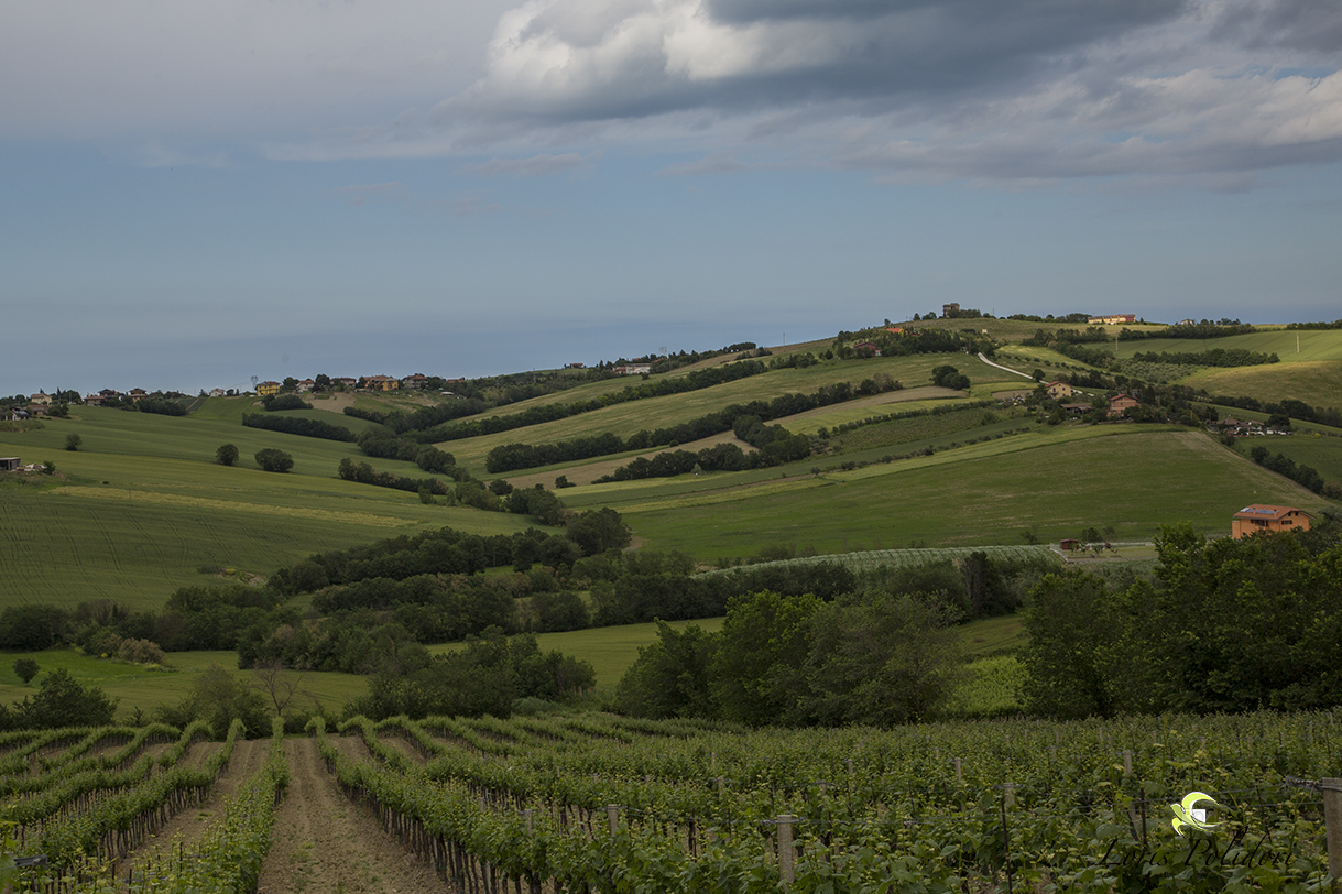 collina Romagnola