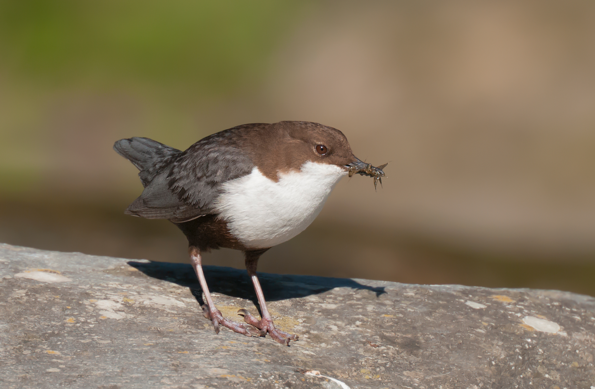 dipper