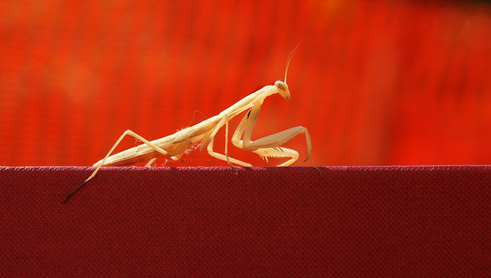 Praying Mantis