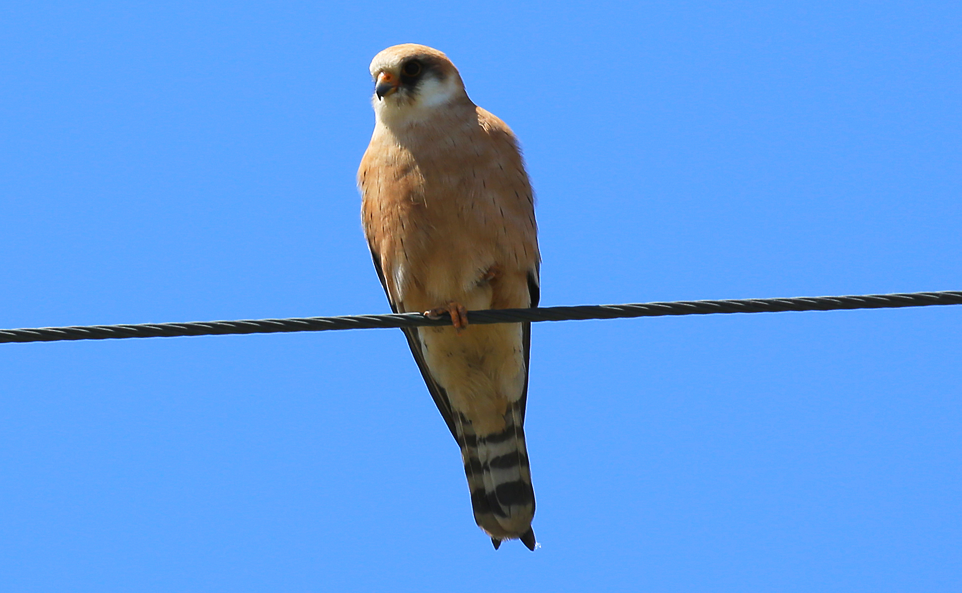 Kestrel
