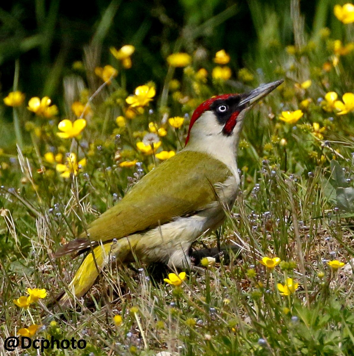 Green Woodpecker (Picus viridis)
