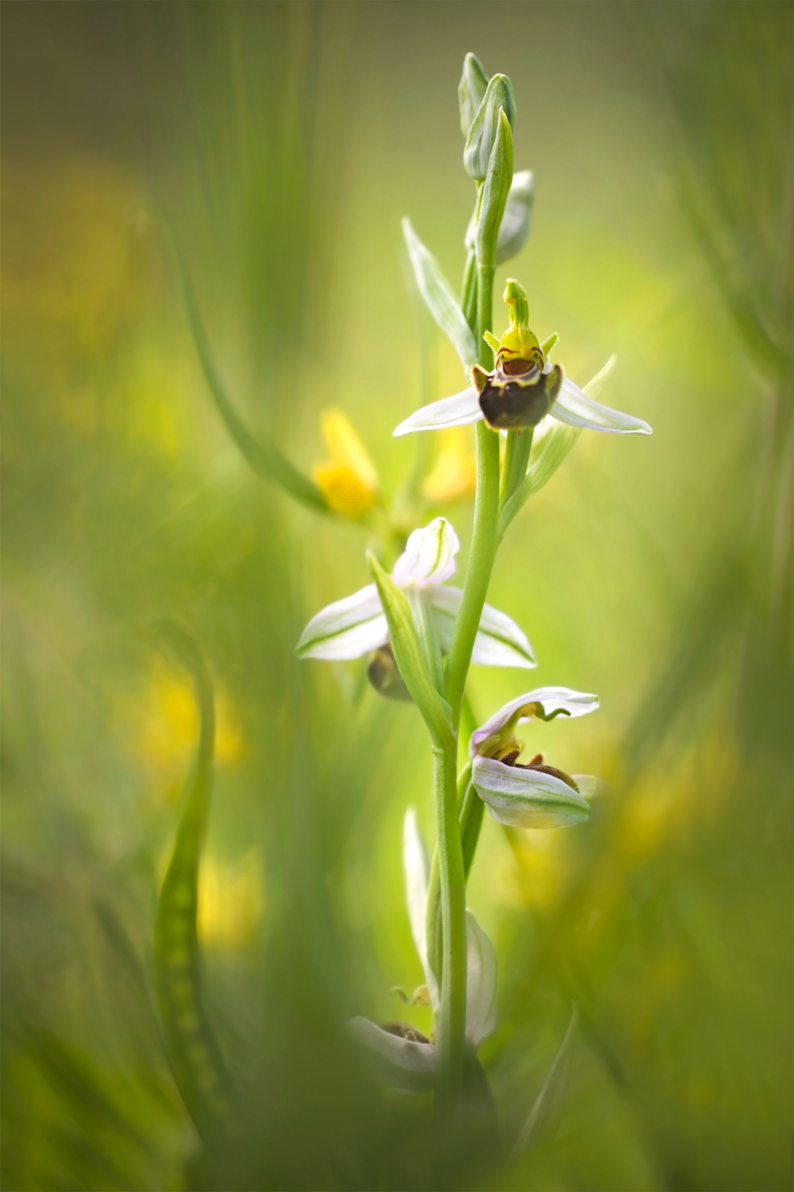 Ophrys apifera