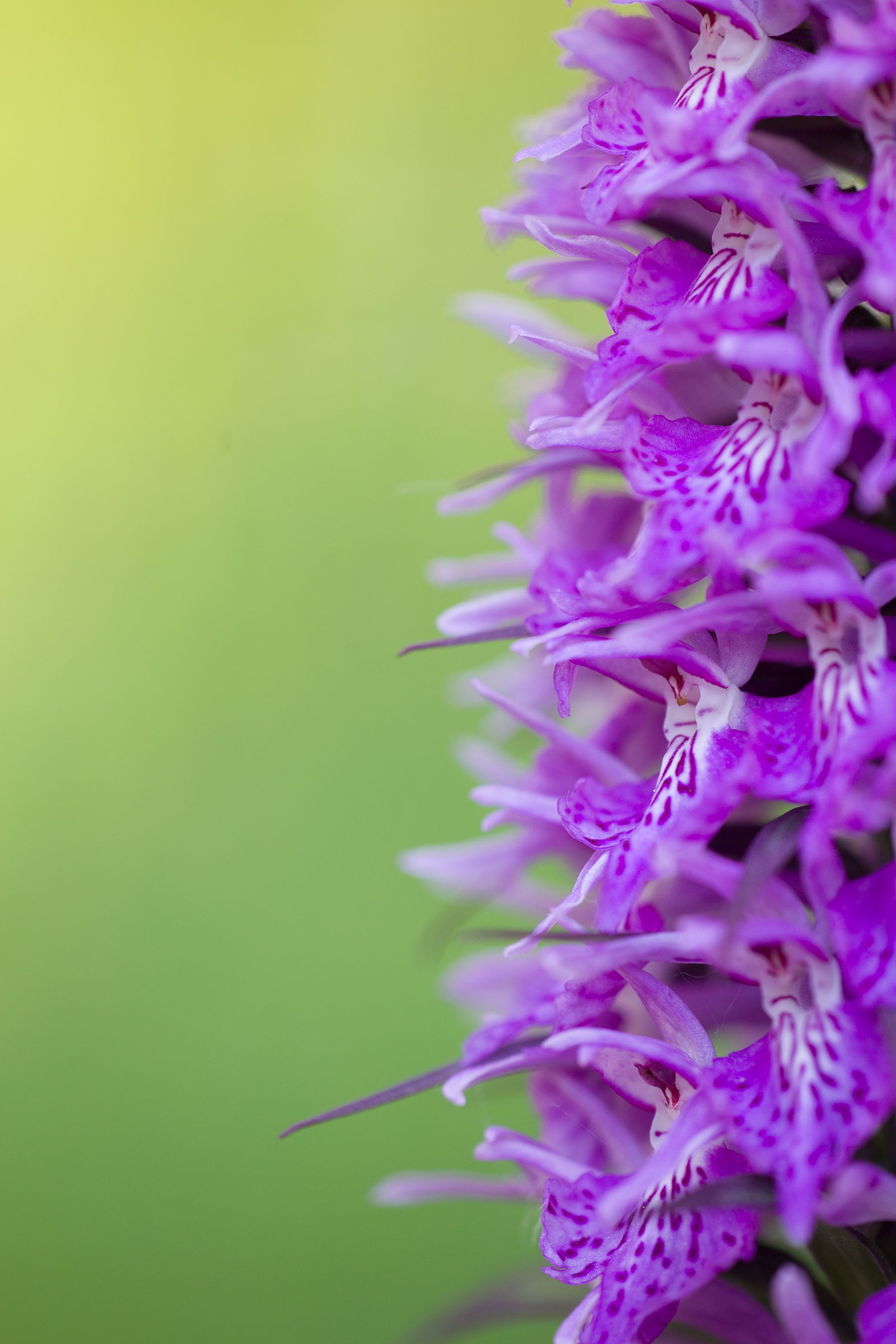 Dactylorhiza maculata