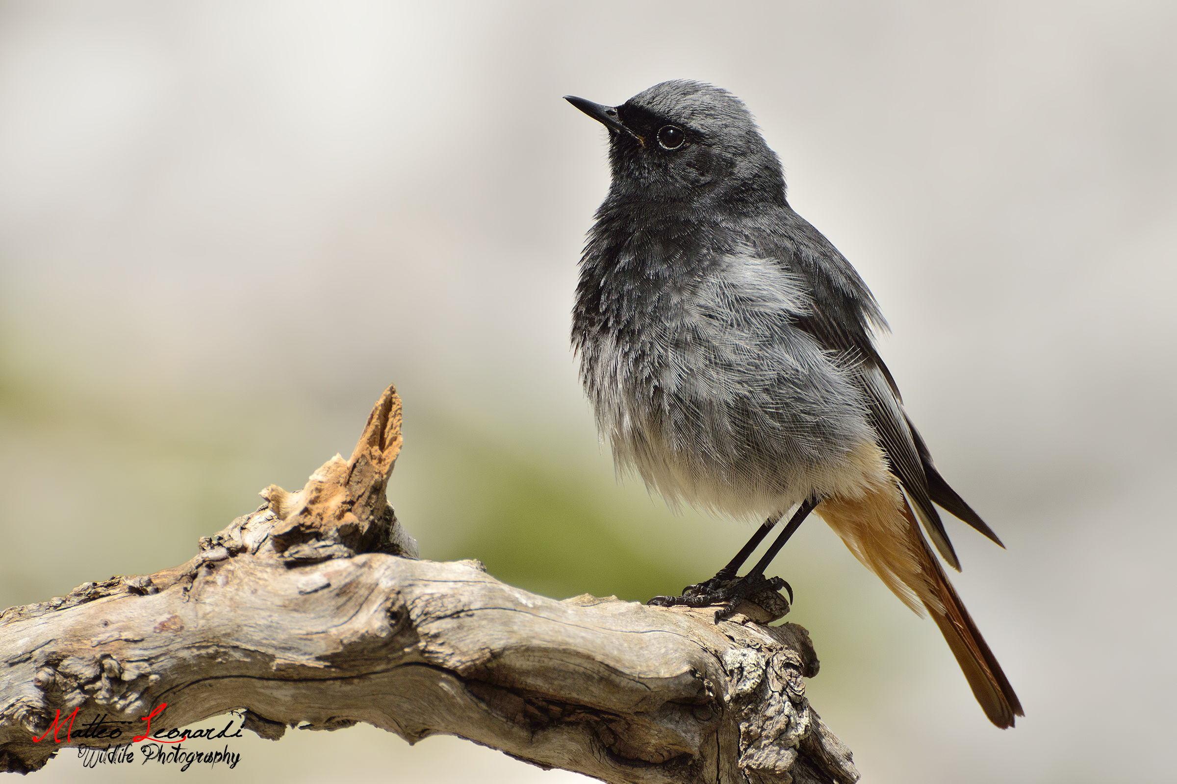 Chimney sweep Redstart Male