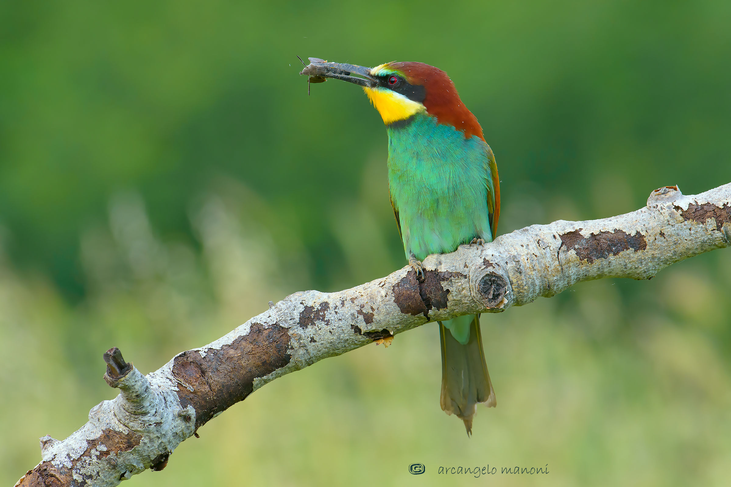 Polvere di macroglossum sul gruccione