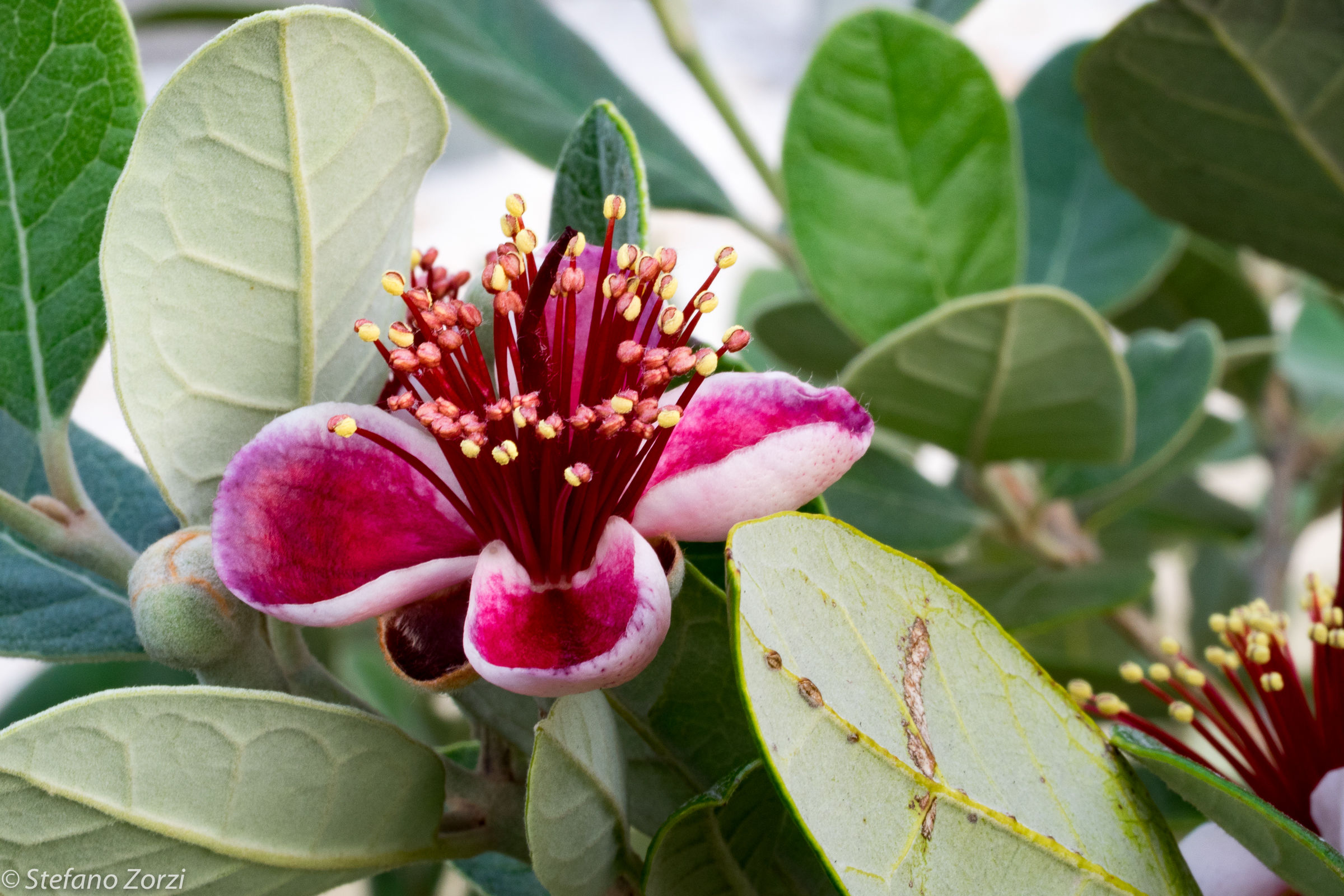 Feijoa