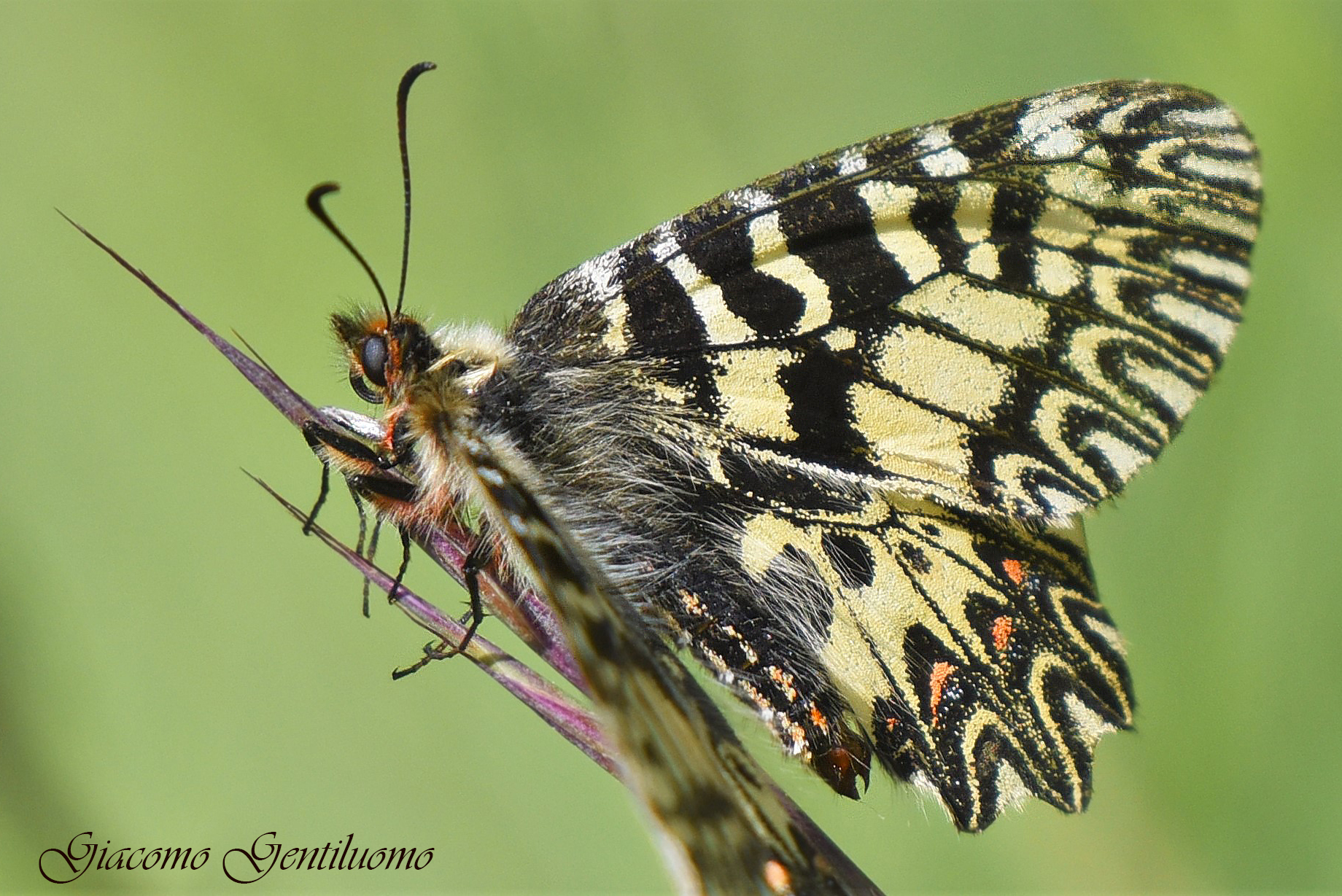 "ZERYNTIA POLYSSENA" profilo