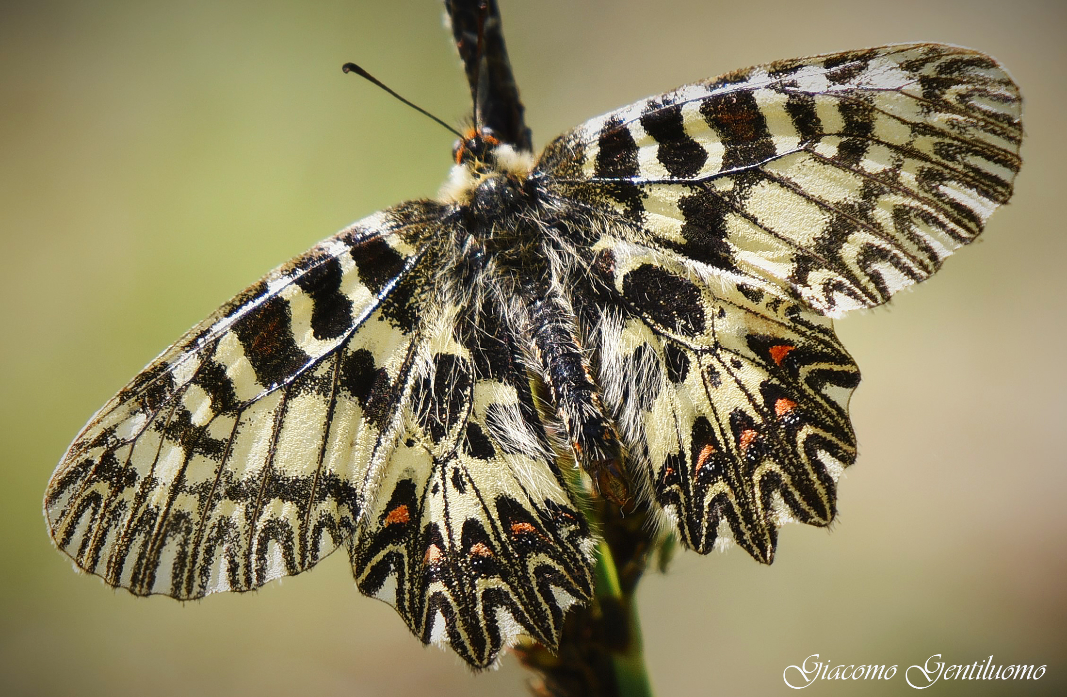 "ZERYNTIA POLYSSENA"