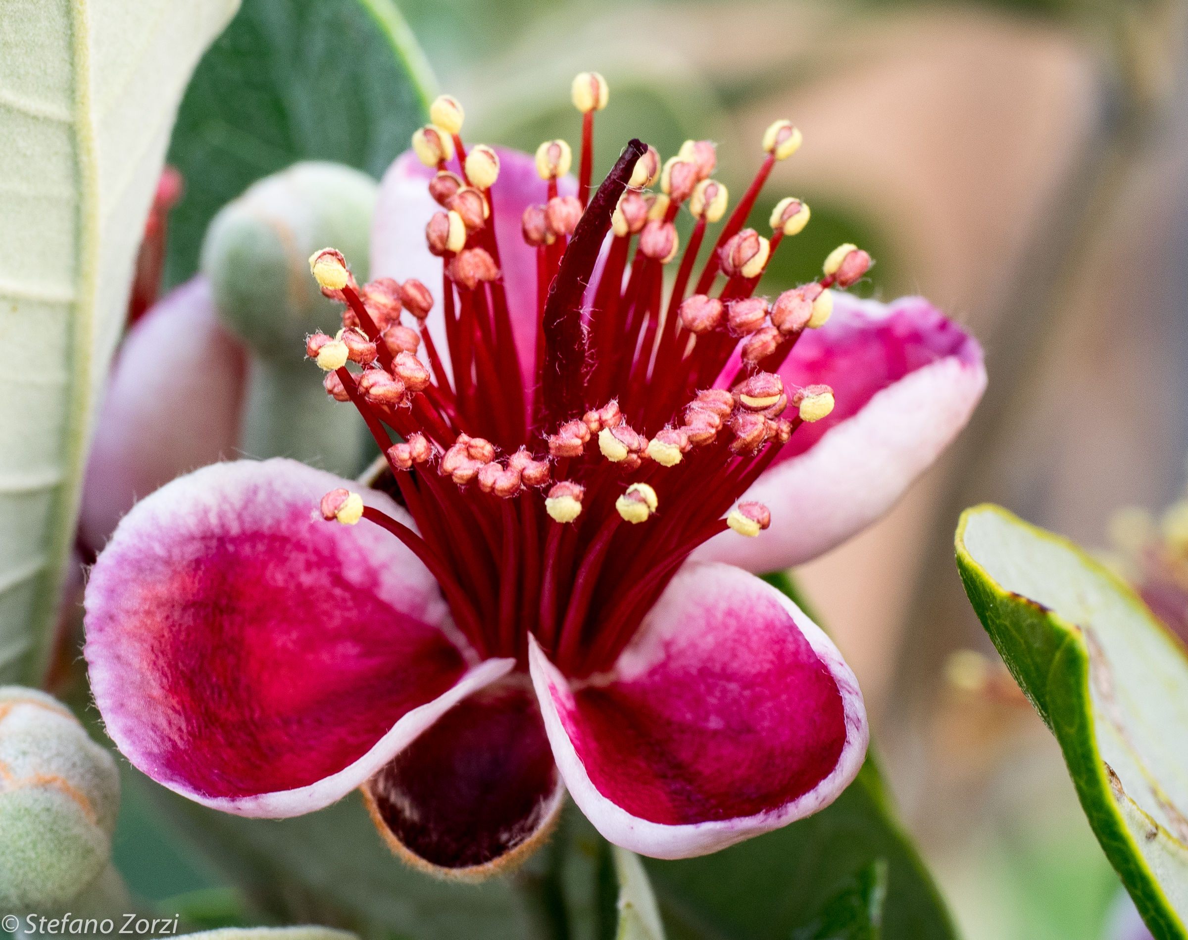 feijoa 2