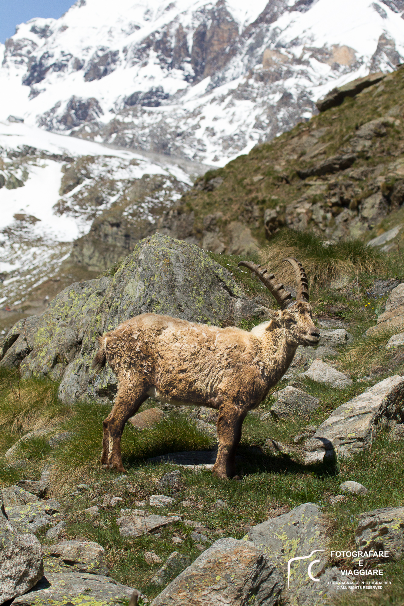 young ibex