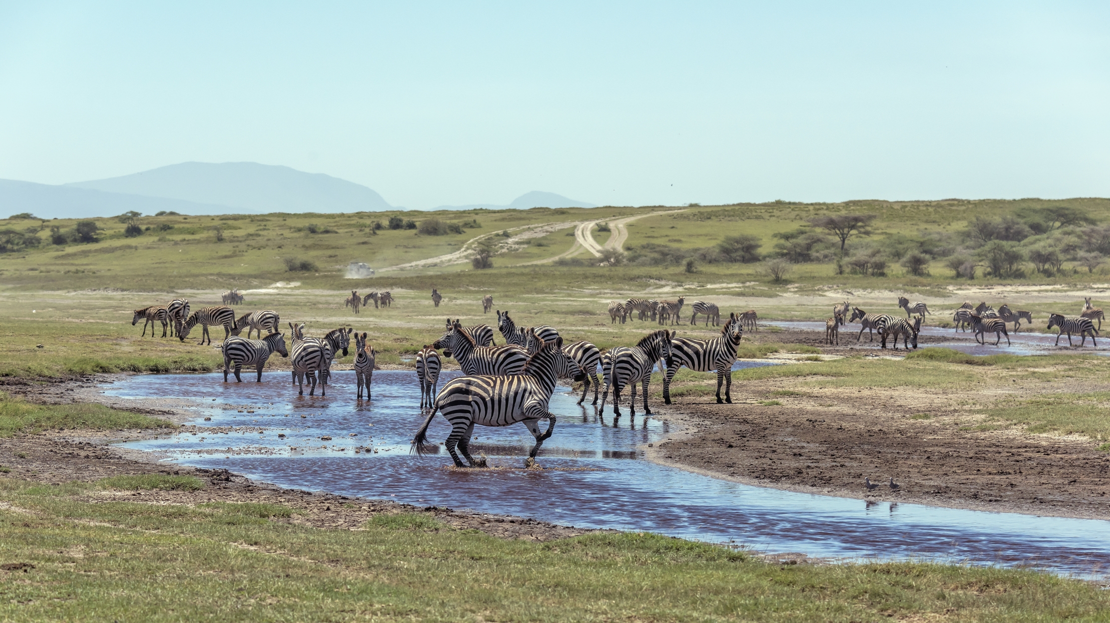 Tanzania 2016 - Zebras