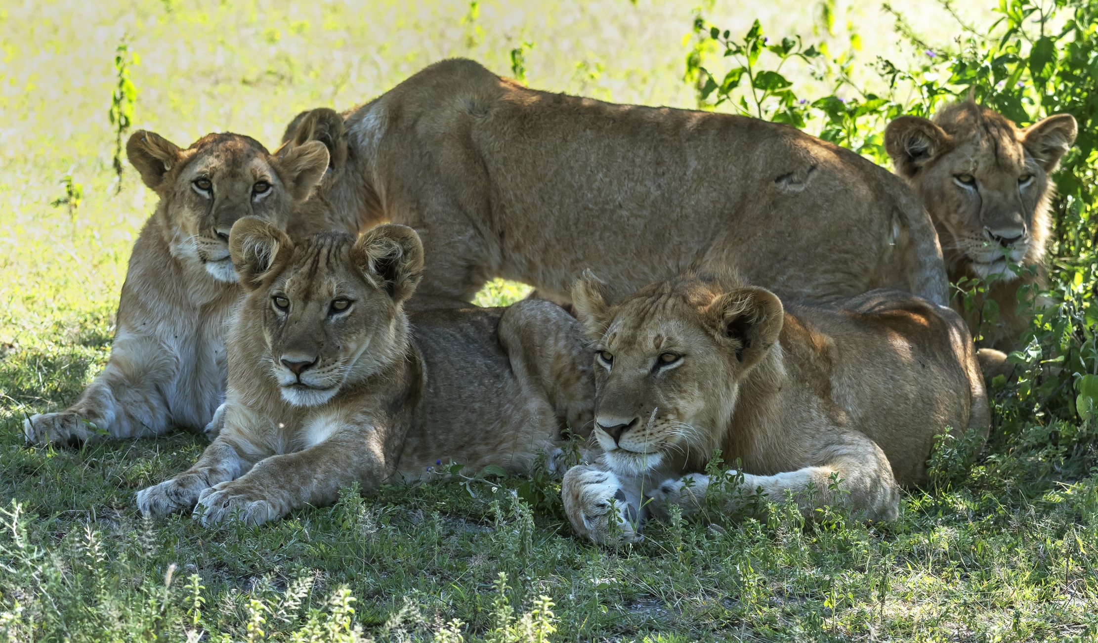 Tanzania 2016 - Cuccioli
