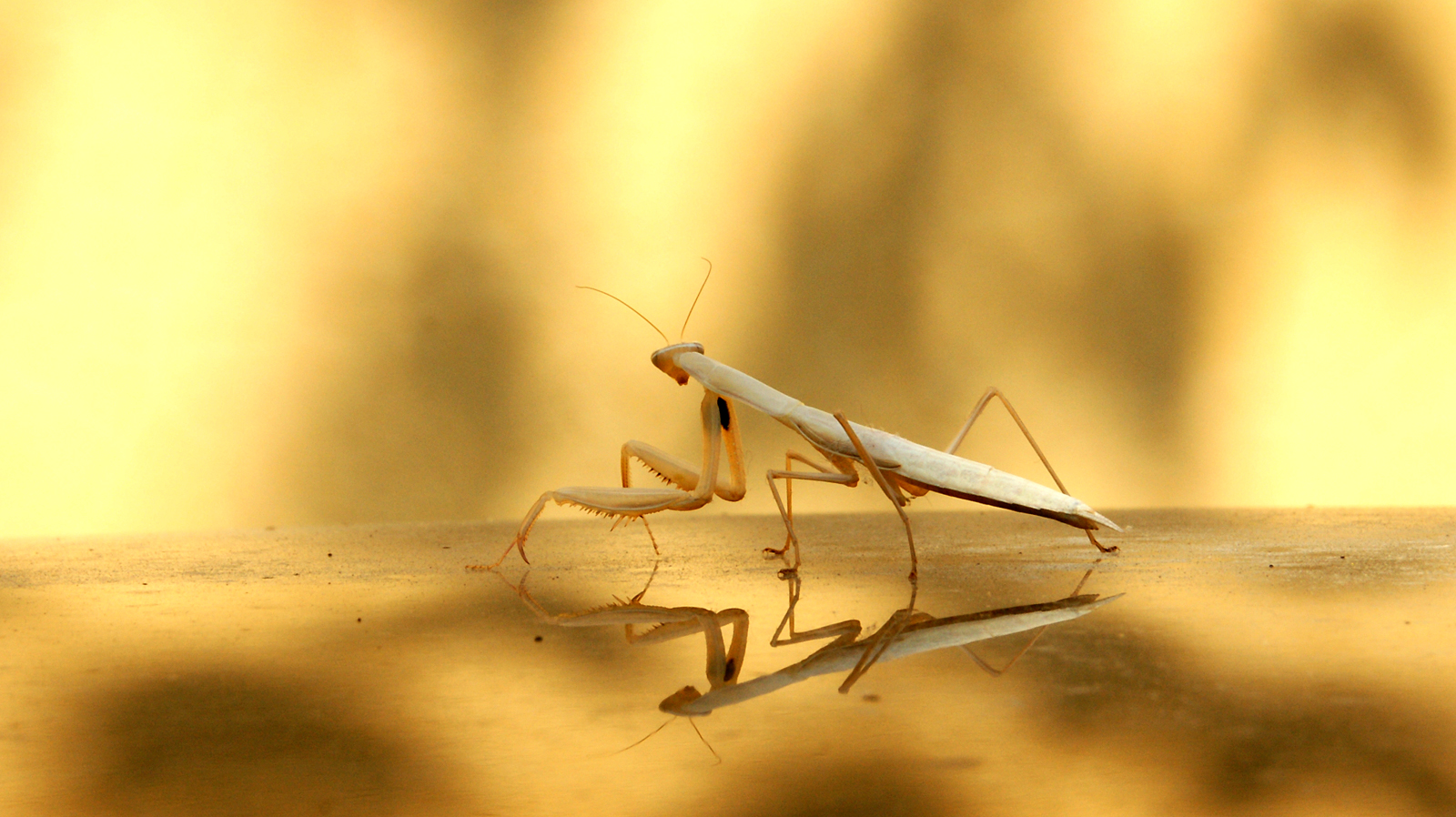 Praying Mantis