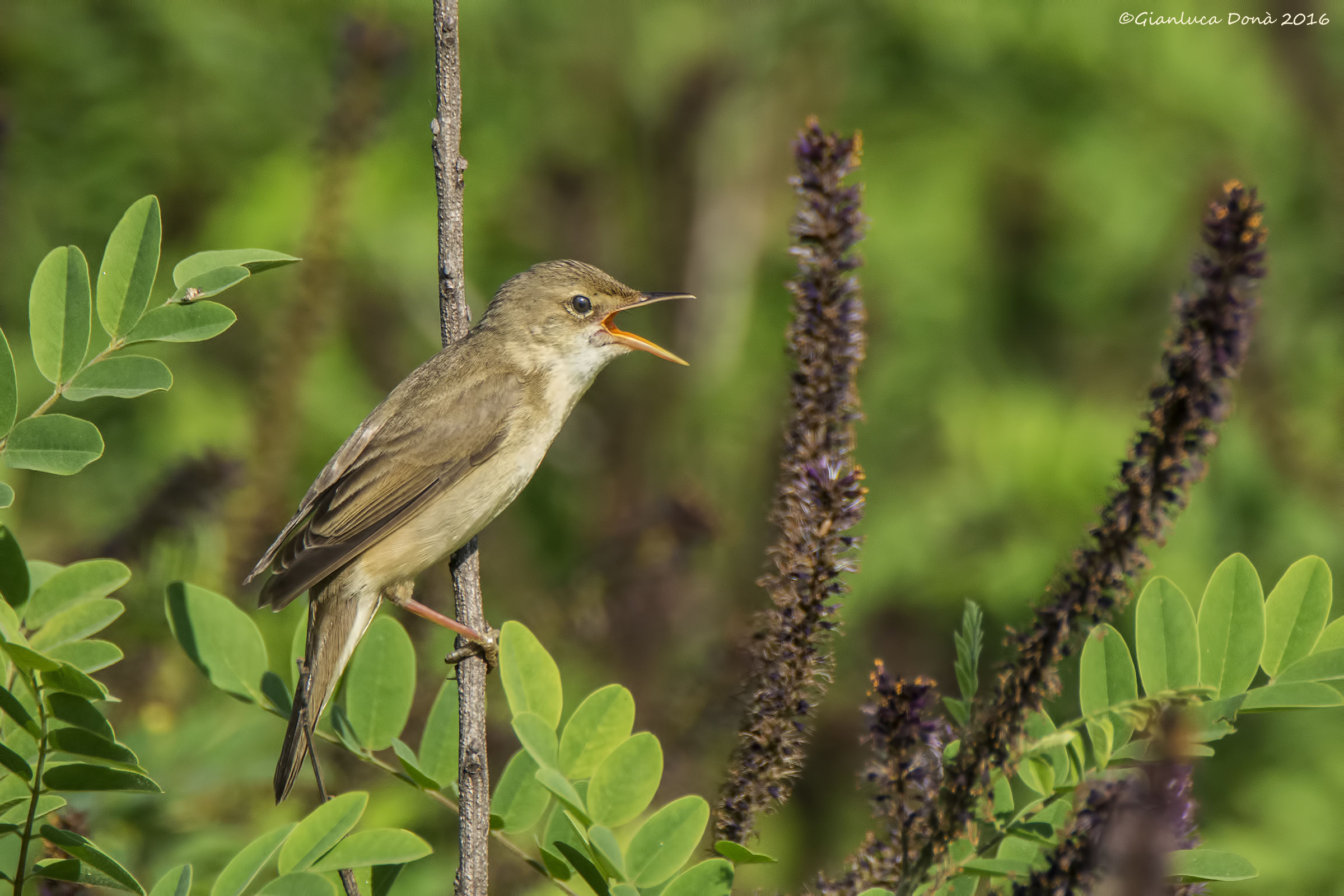 Hippolais polyglotta Vieillot 1817
