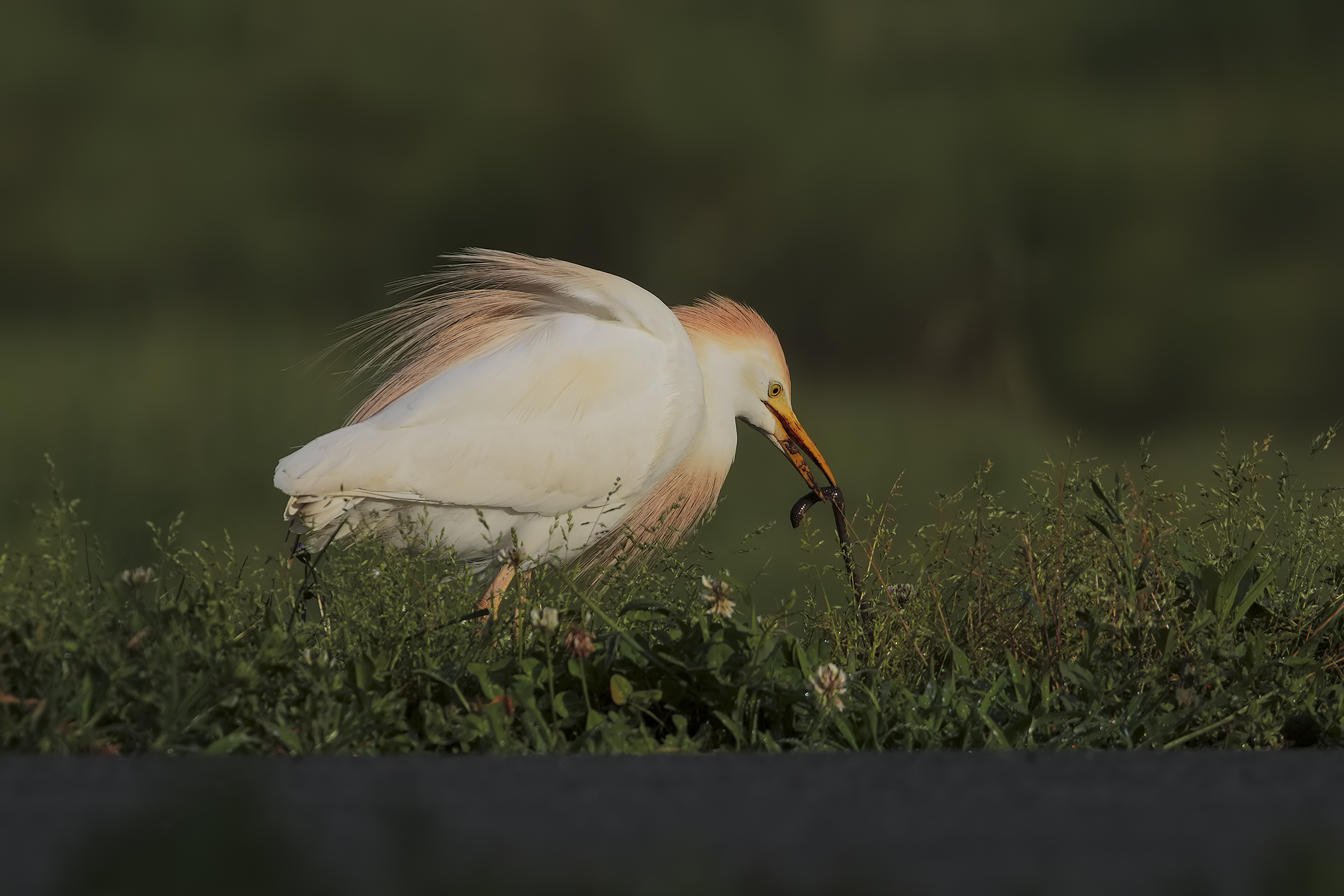 lunches morning ....