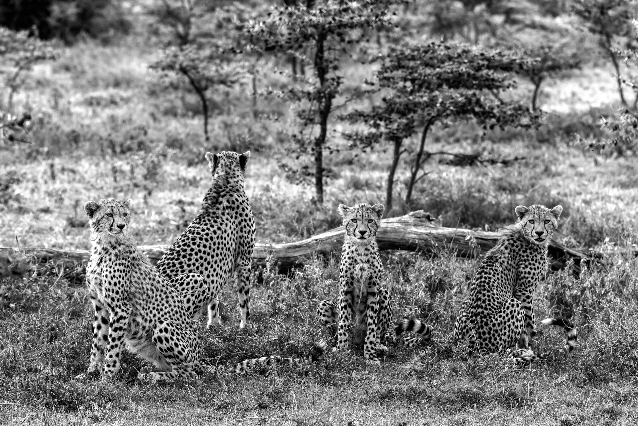 Tanzania 2016 - Cheetah