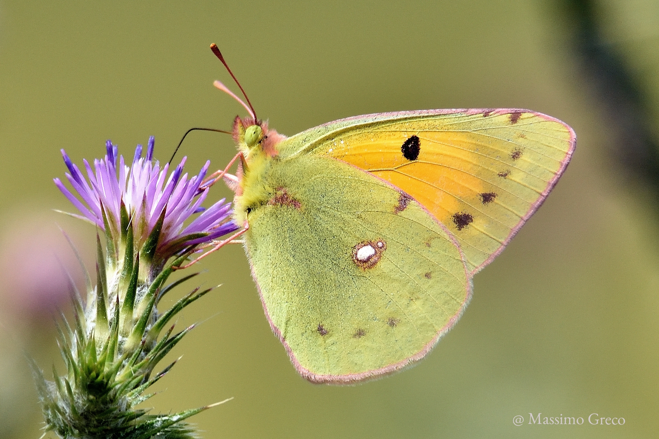 Colias crocea