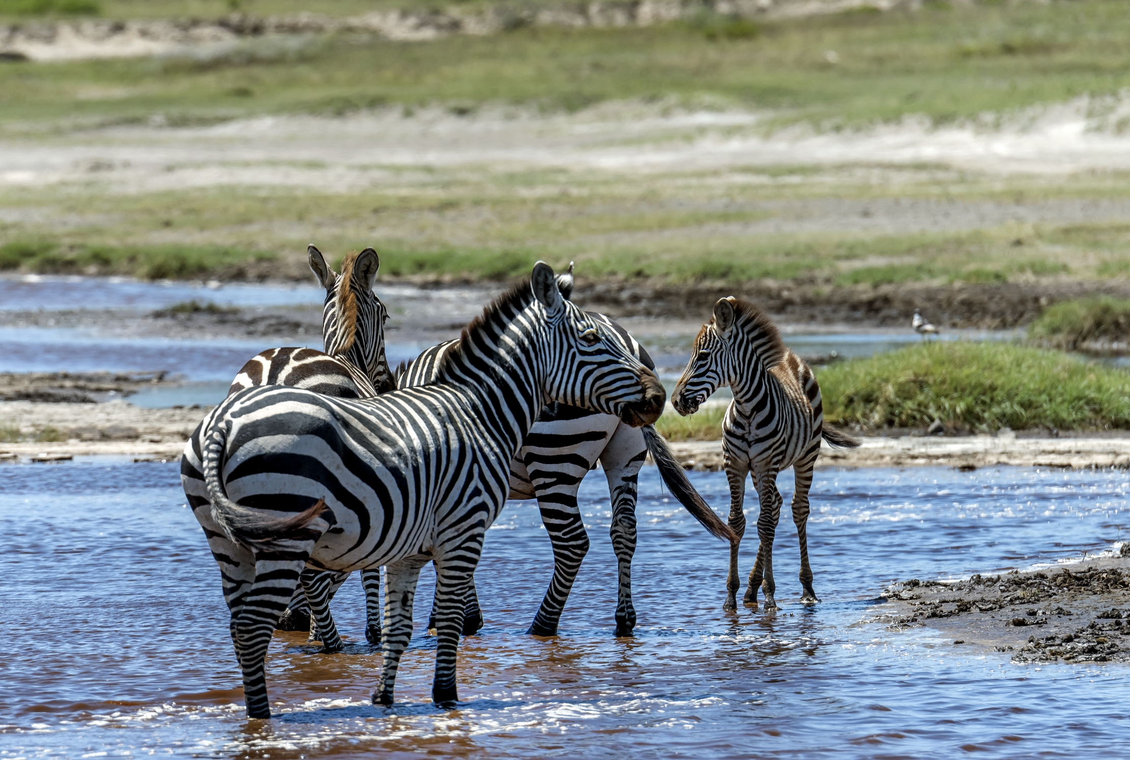 Tanzania 2016 - Zebras