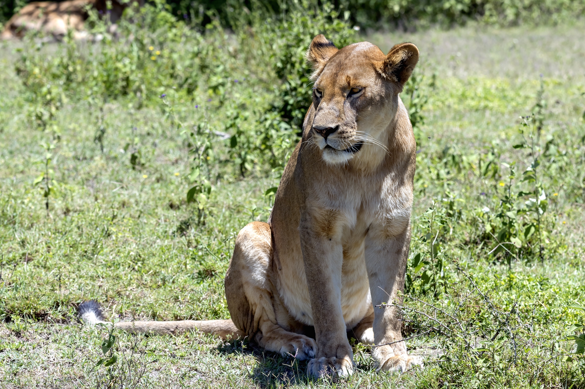 Tanzania 2016 - Attesa