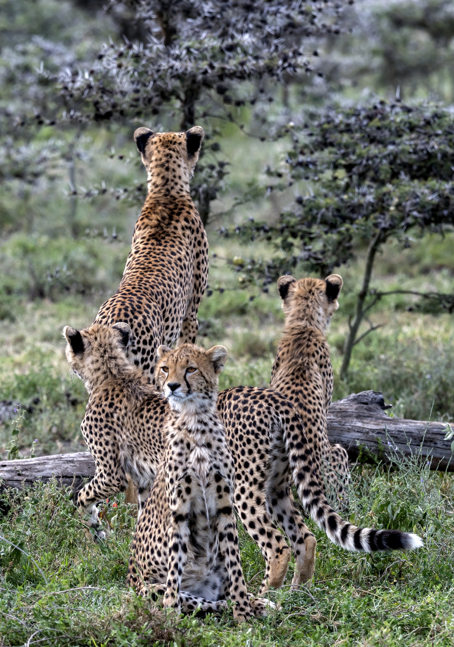 Tanzania 2016 - Cheetah