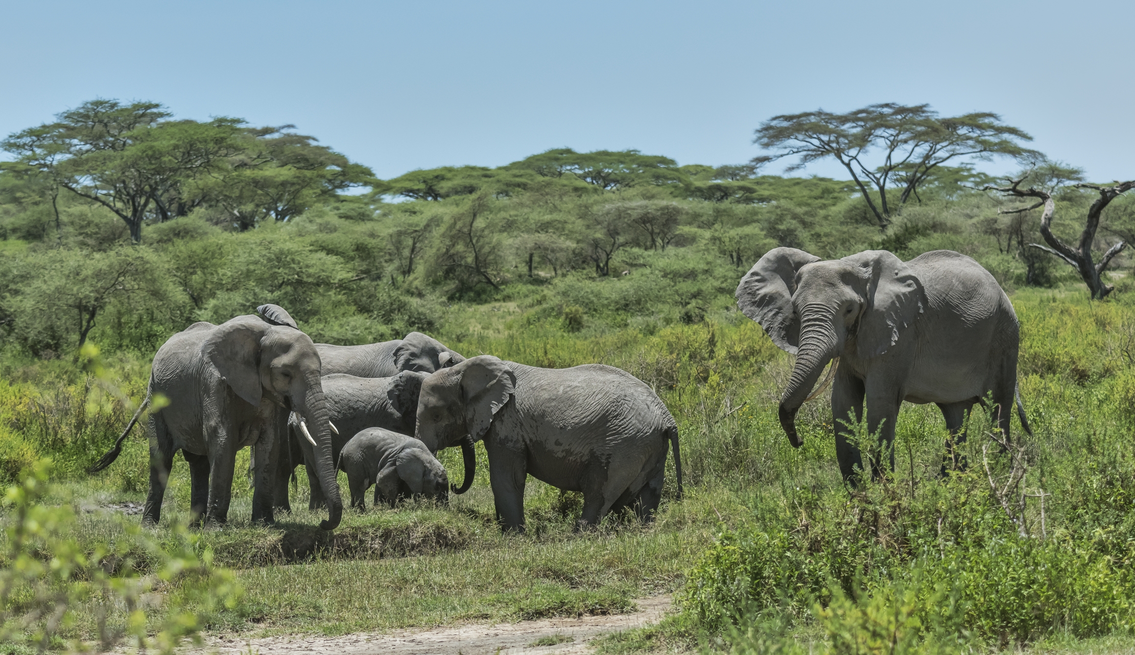 Tanzania 2016 - Elefanti
