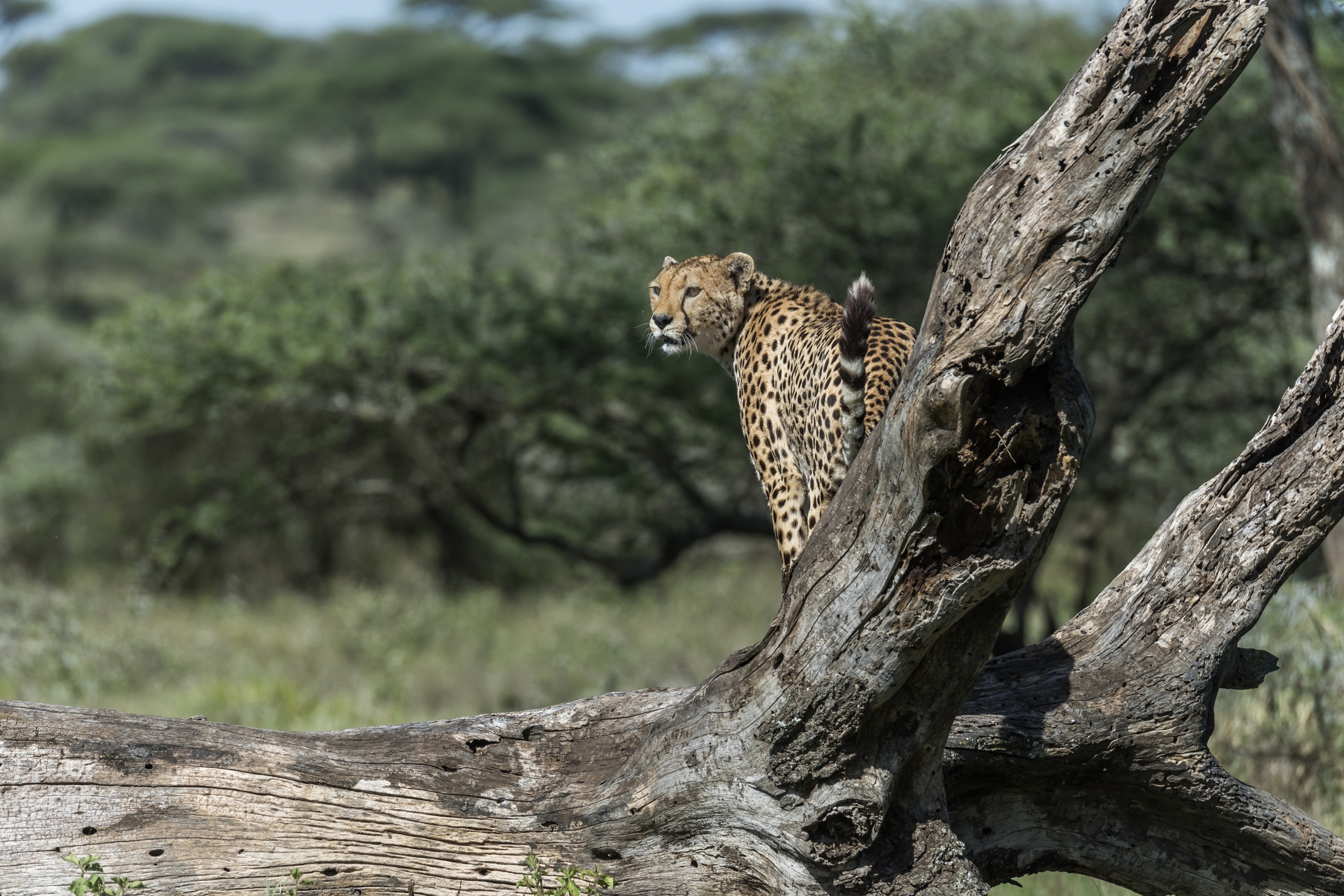 Tanzania 2016 - Cheetah