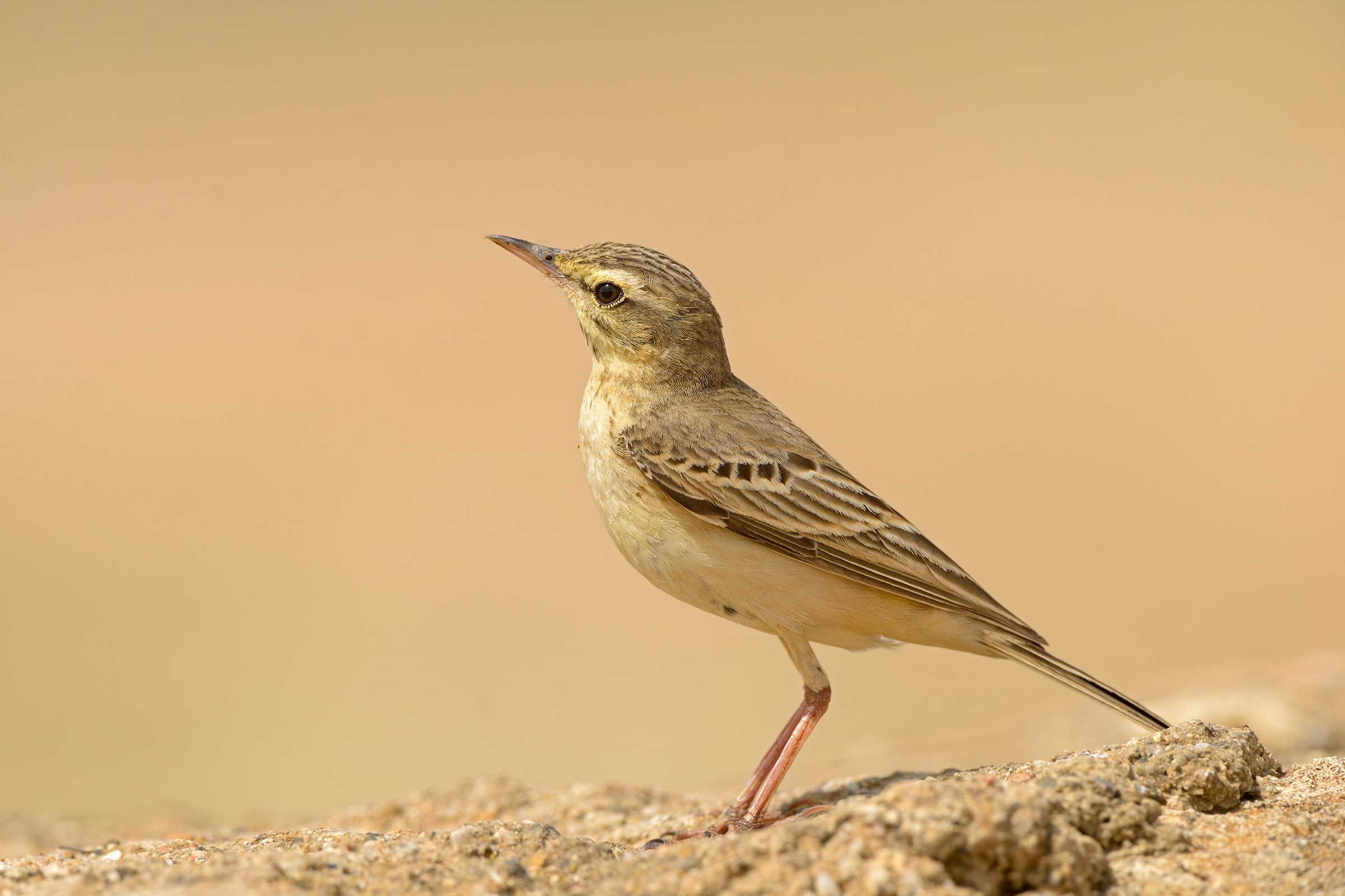 Pipit