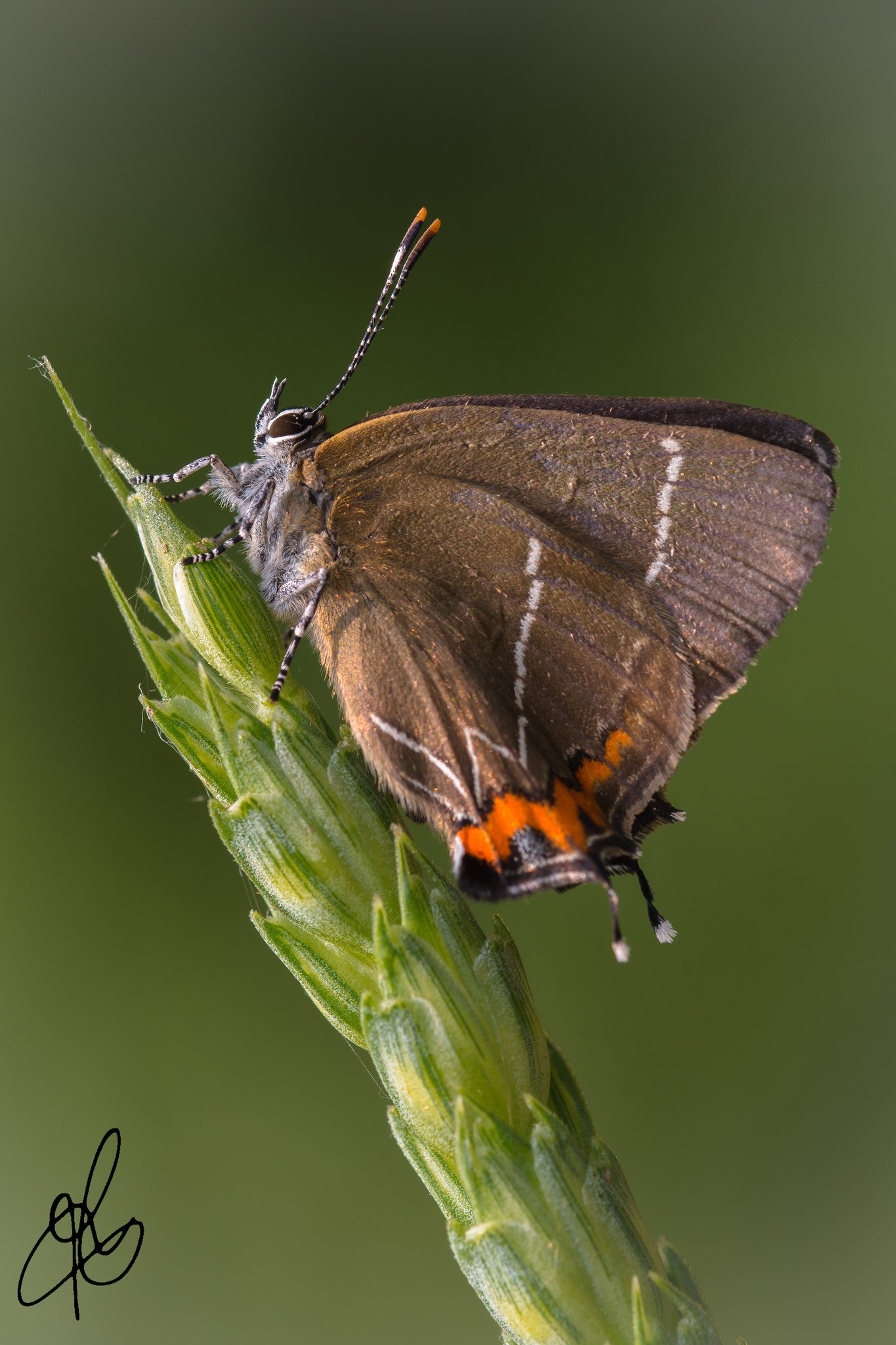 Satyrium ilicis of wheat