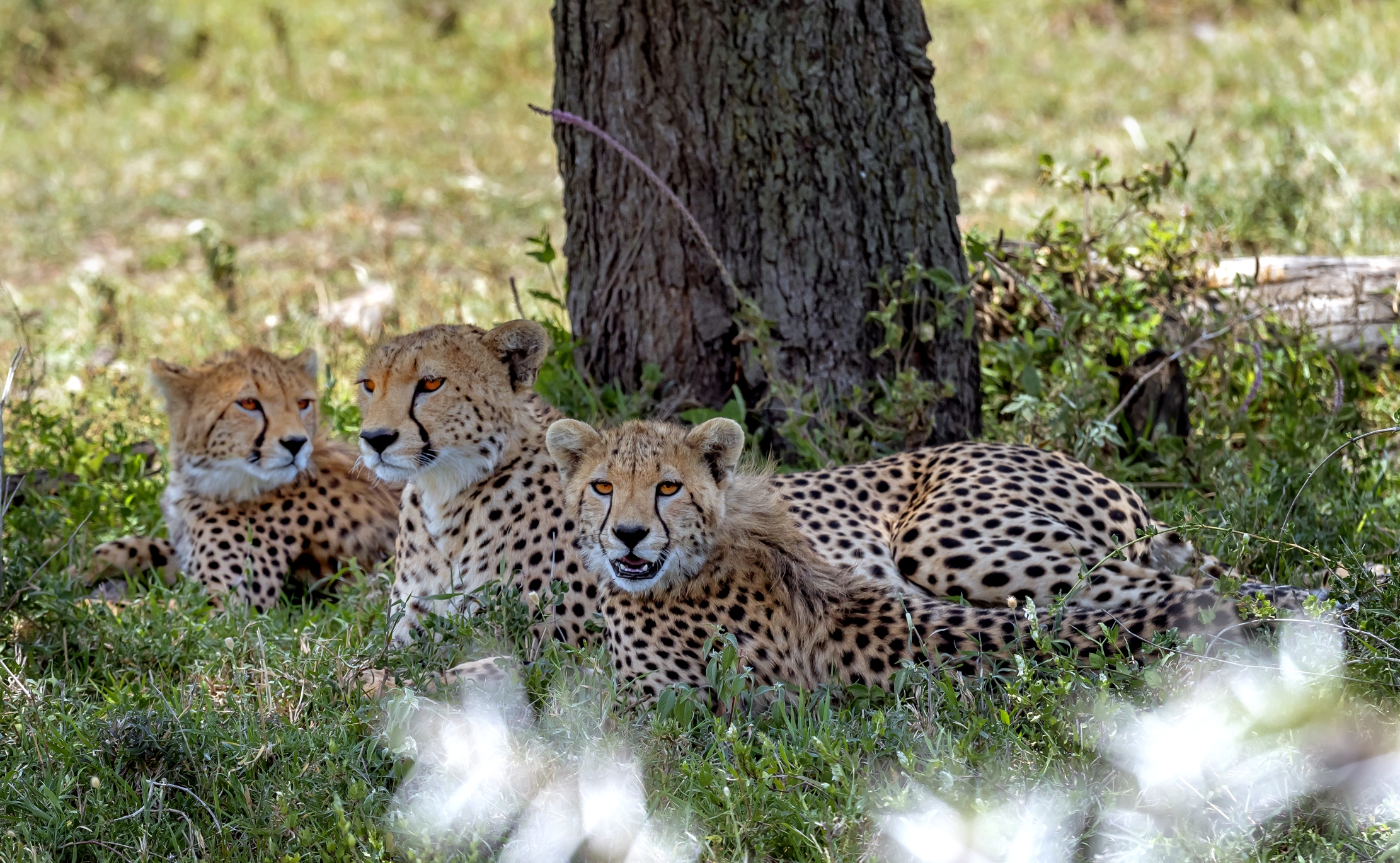 Tanzania 2016 - Cheetah