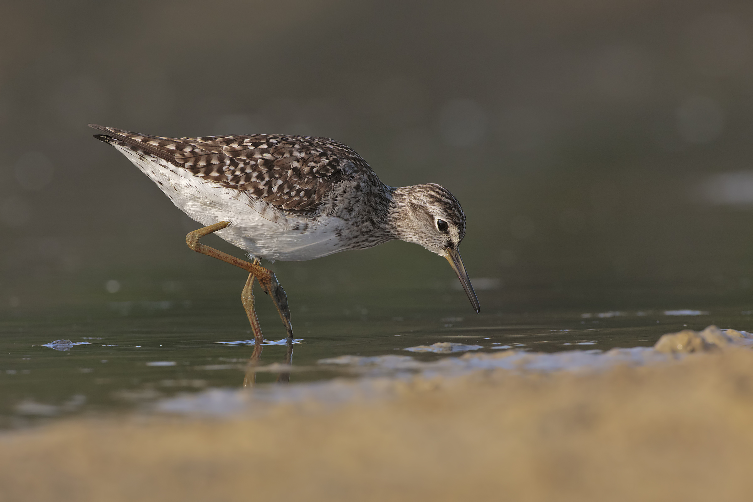 Wood Sandpiper