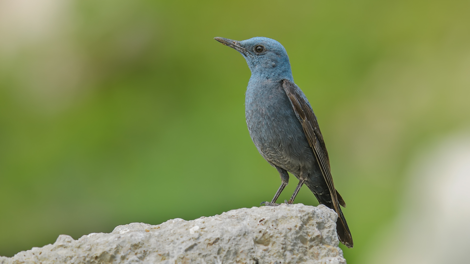 Monticola solitarius » Blue rock thrush