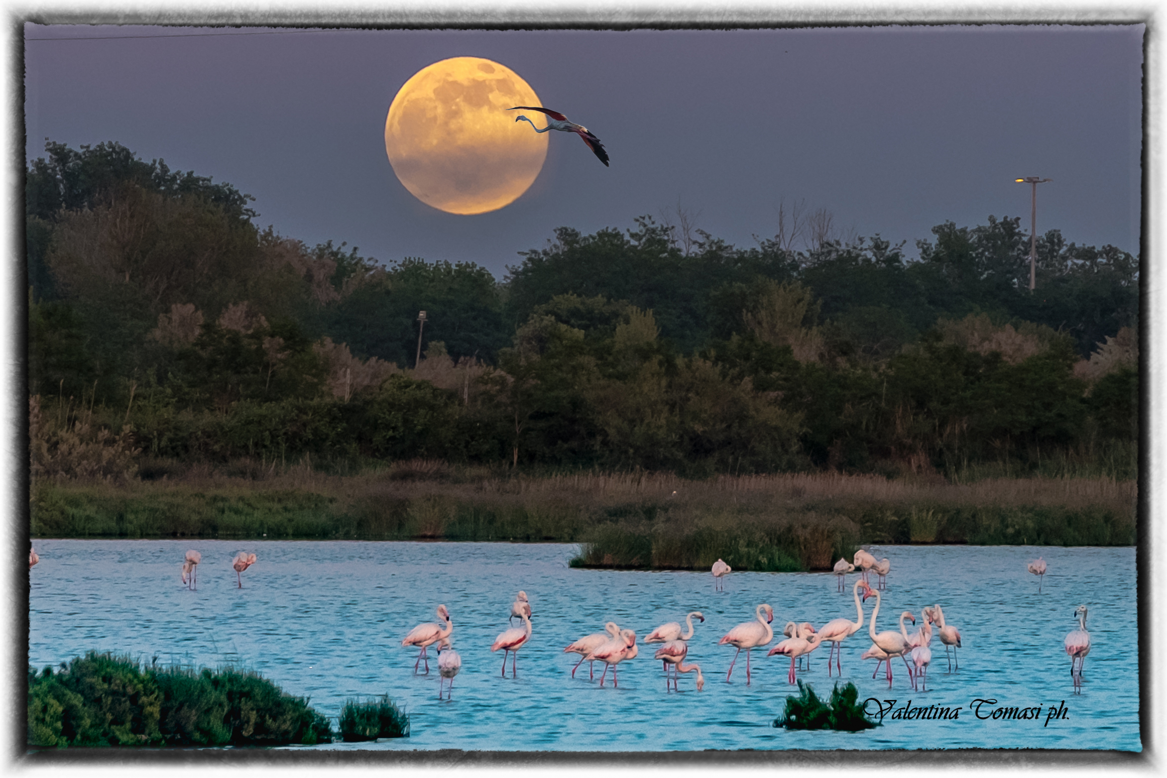The moon flamingos