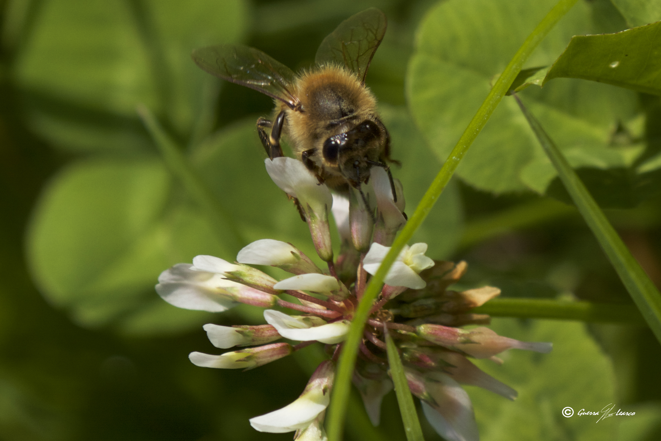 un fiore vale l'altro
