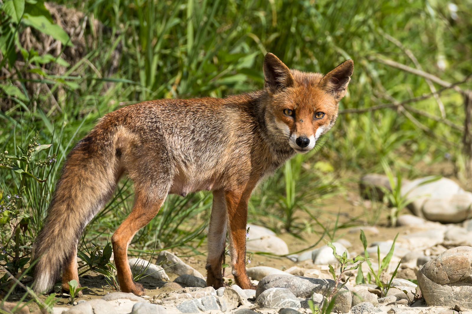 New mother in search of food ....