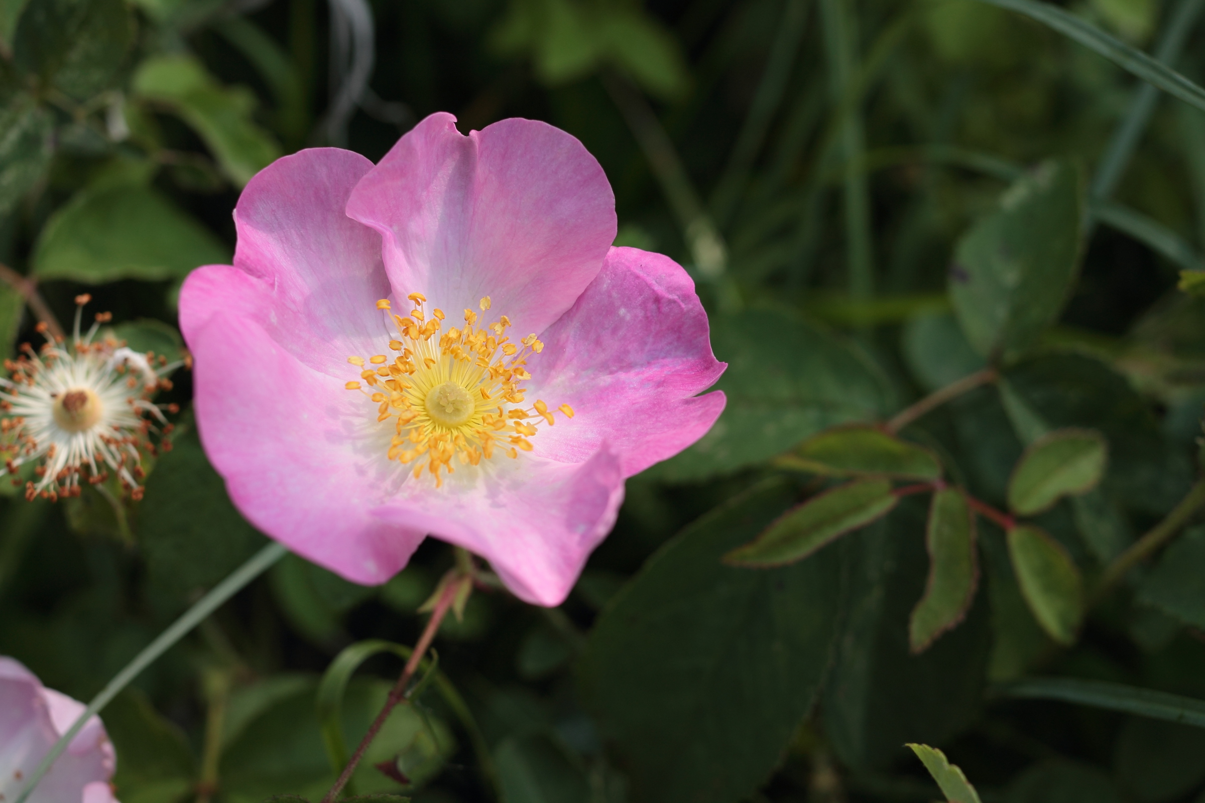Wild rose