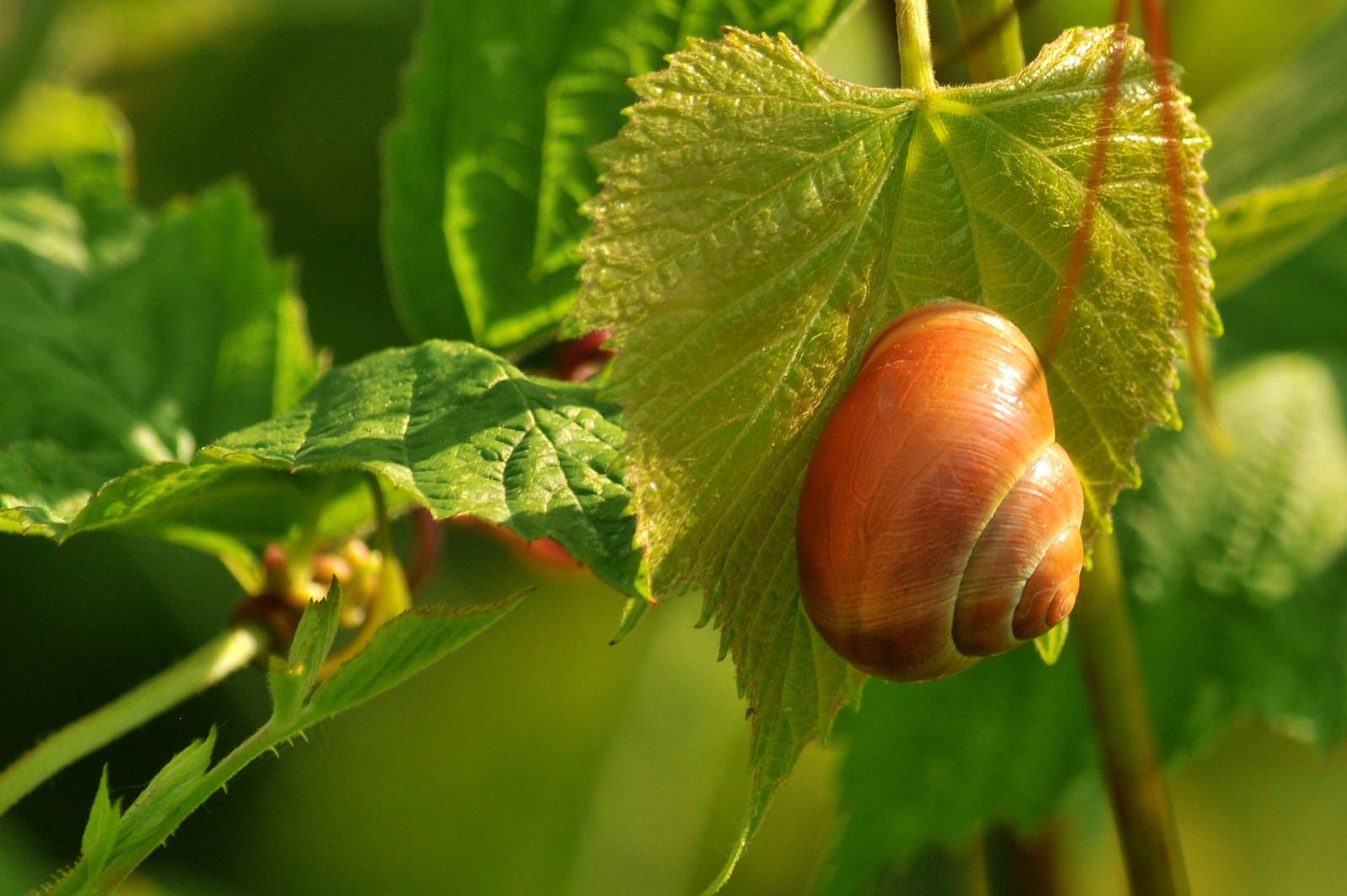 Mi tengo ben stretta...