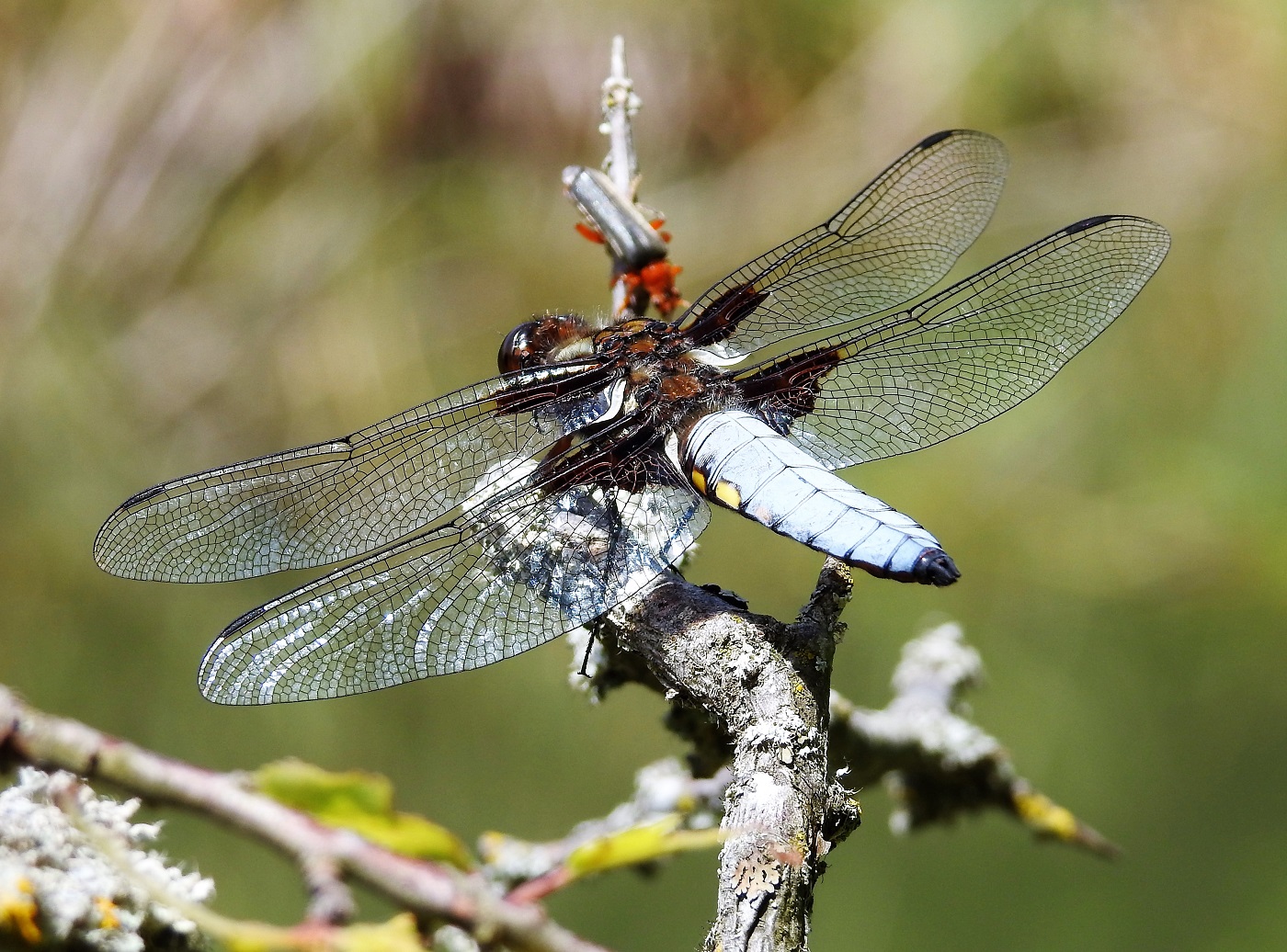 libellula
