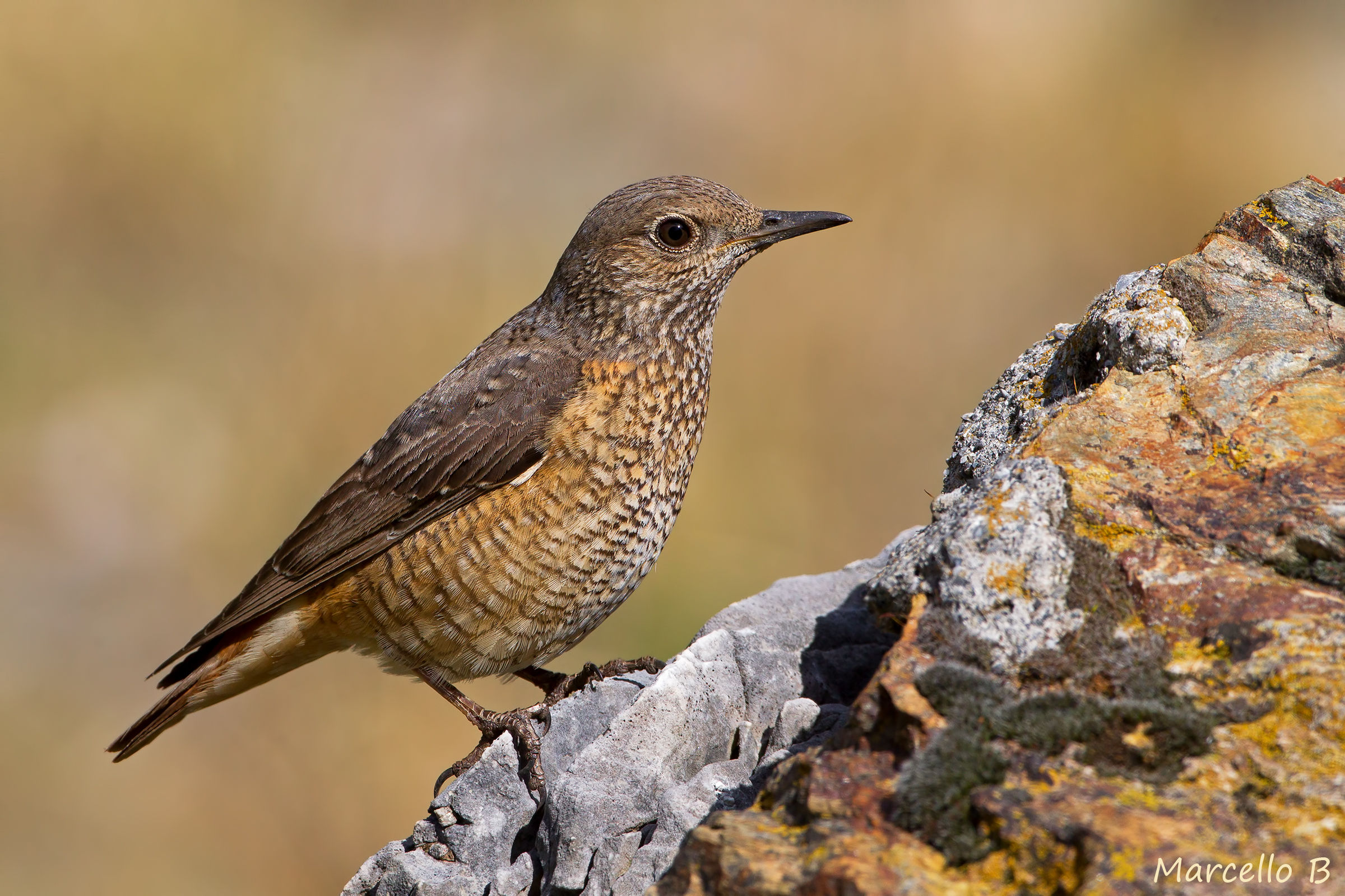 Redstart (female) Apuan Alps.