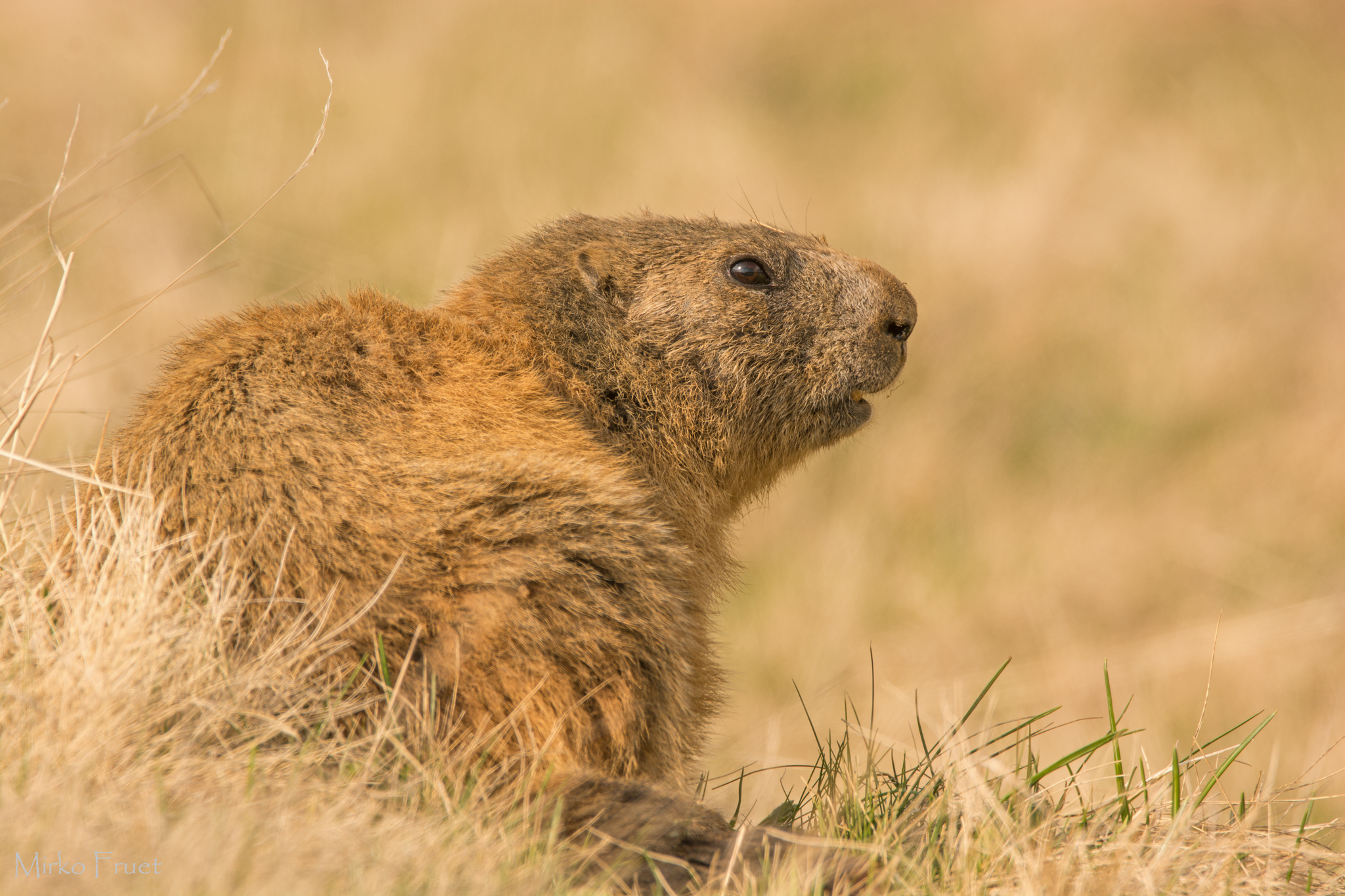 Marmotta