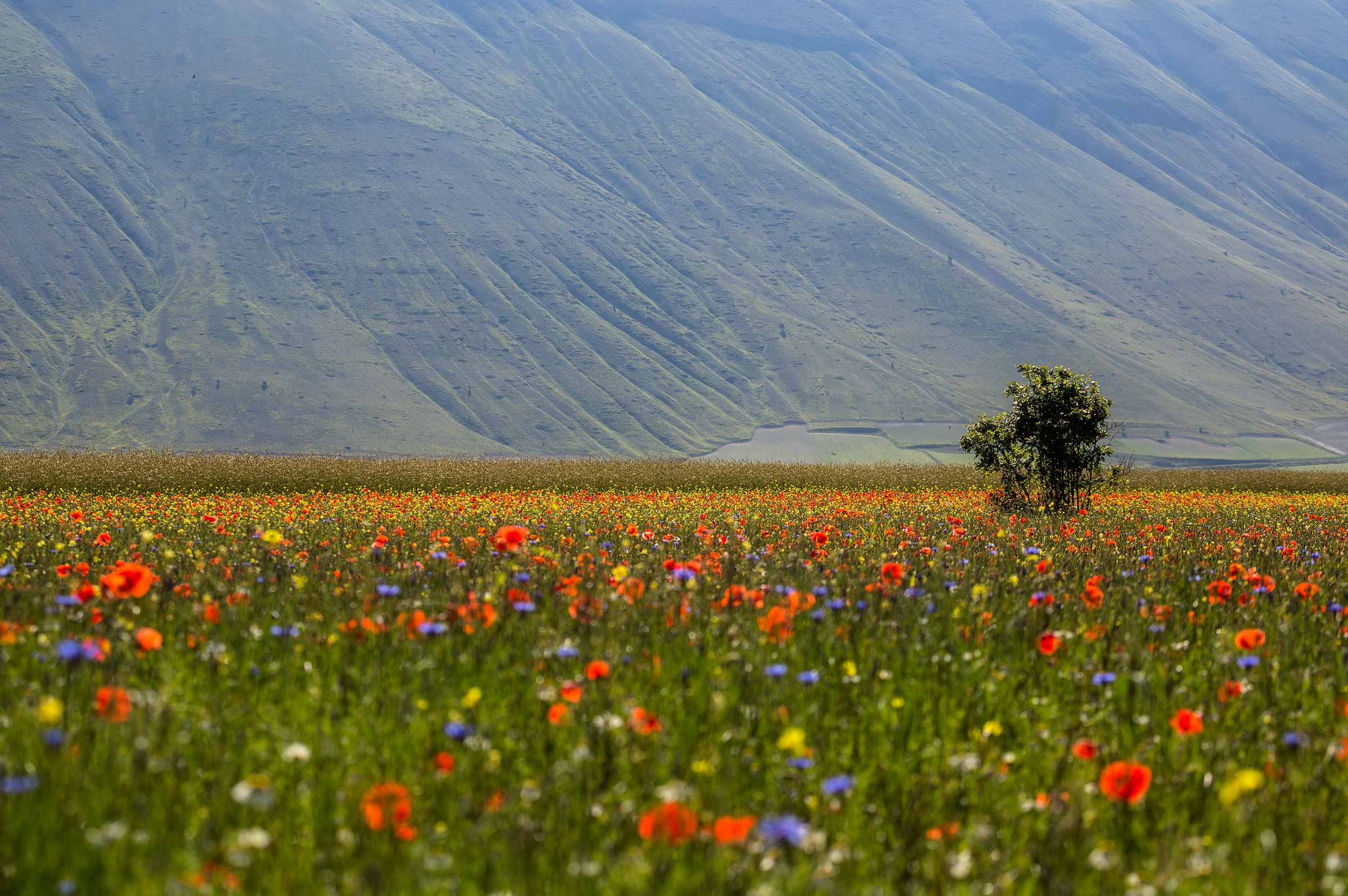 Castelluccio