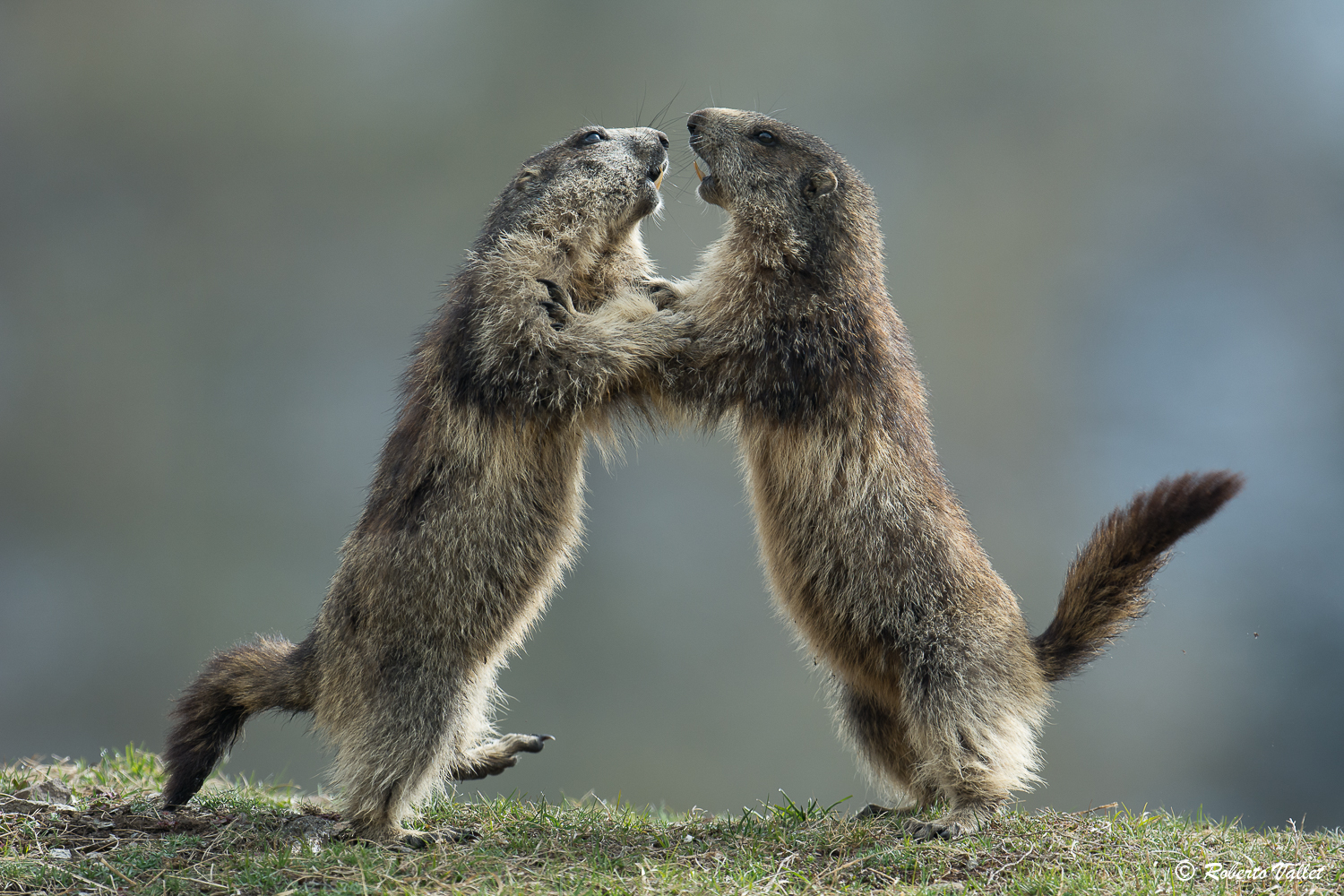amichevoli discussioni giovanili