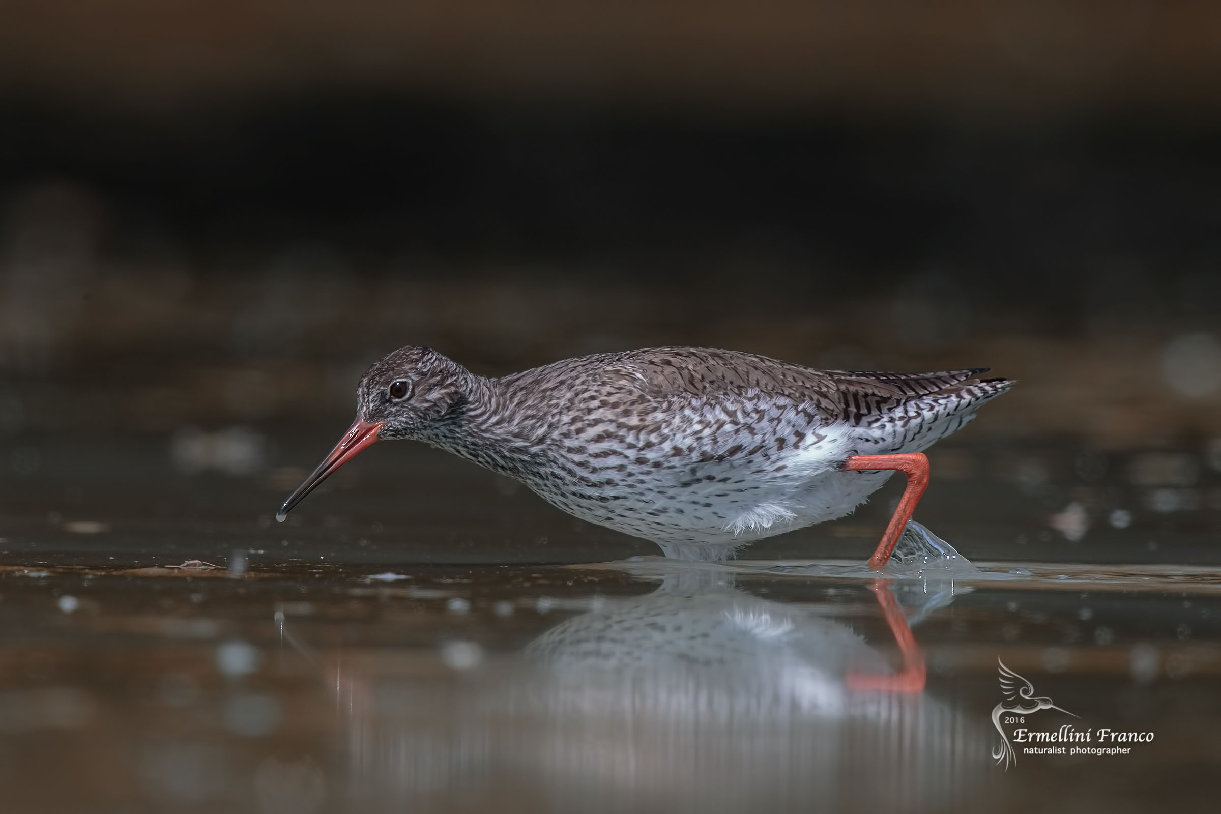 Redshank