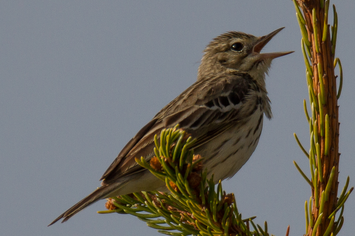 tree pipit