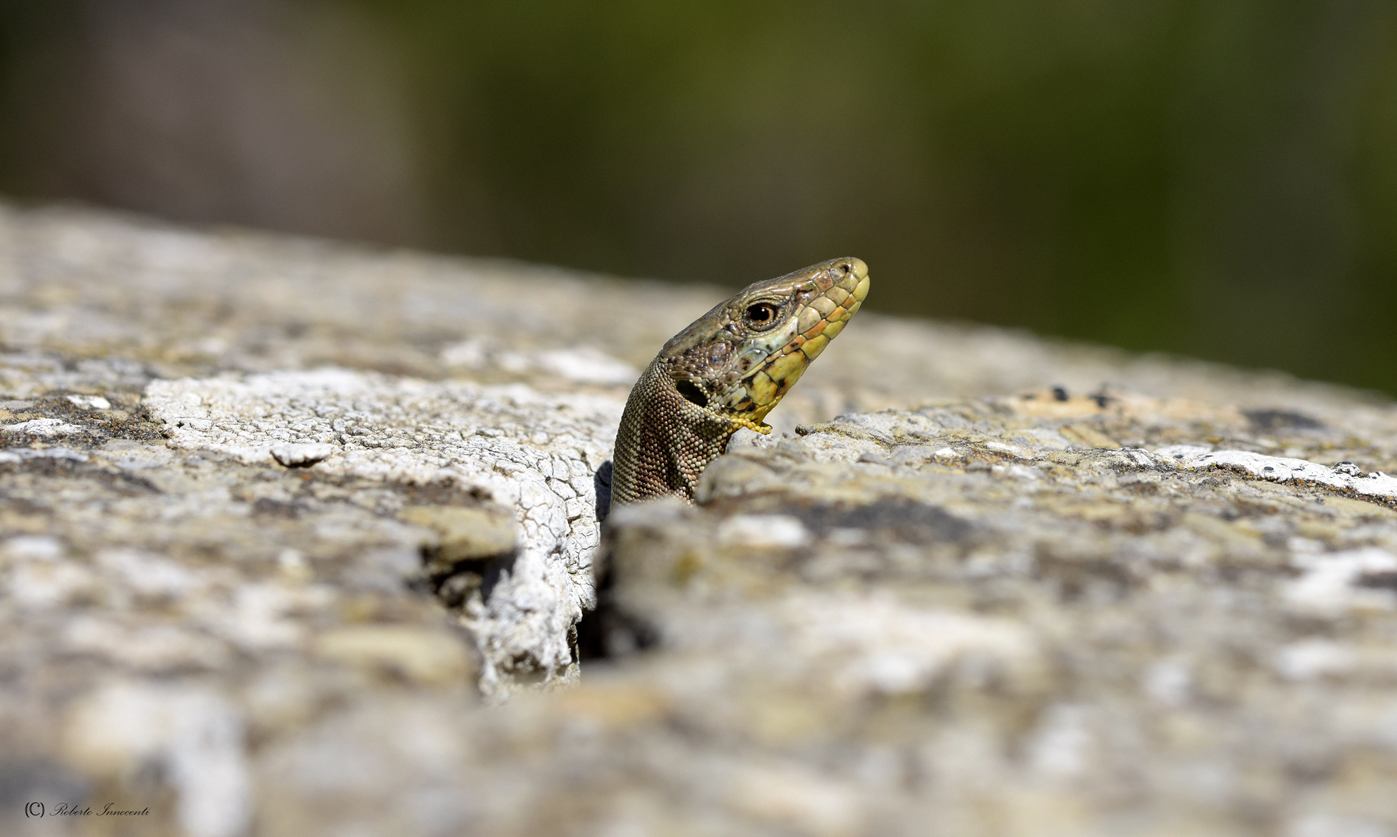 Test di messa a fuoco.