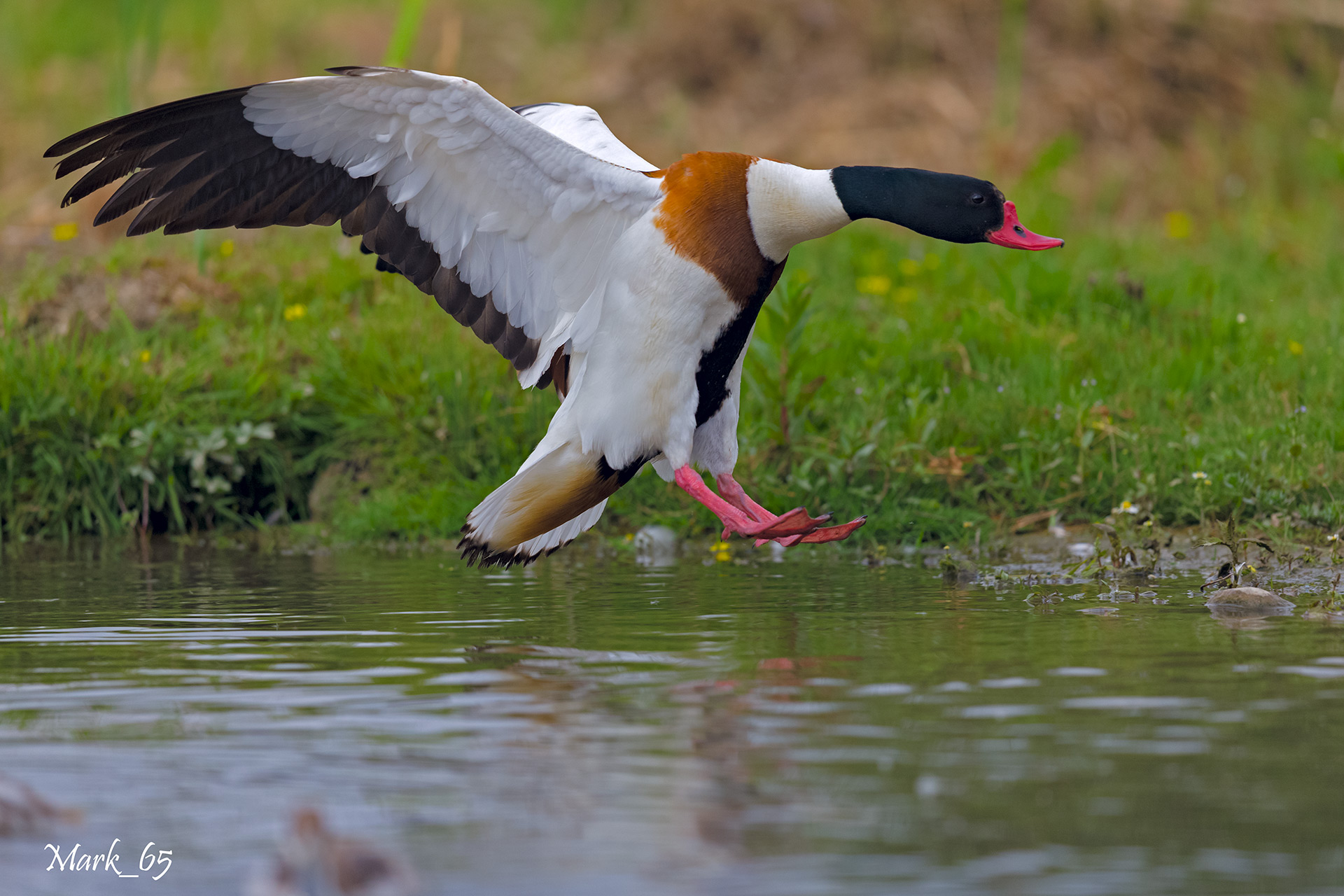 shelduck
